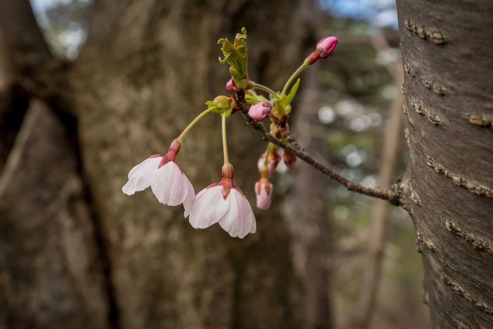Cherry Blossoms — High Park