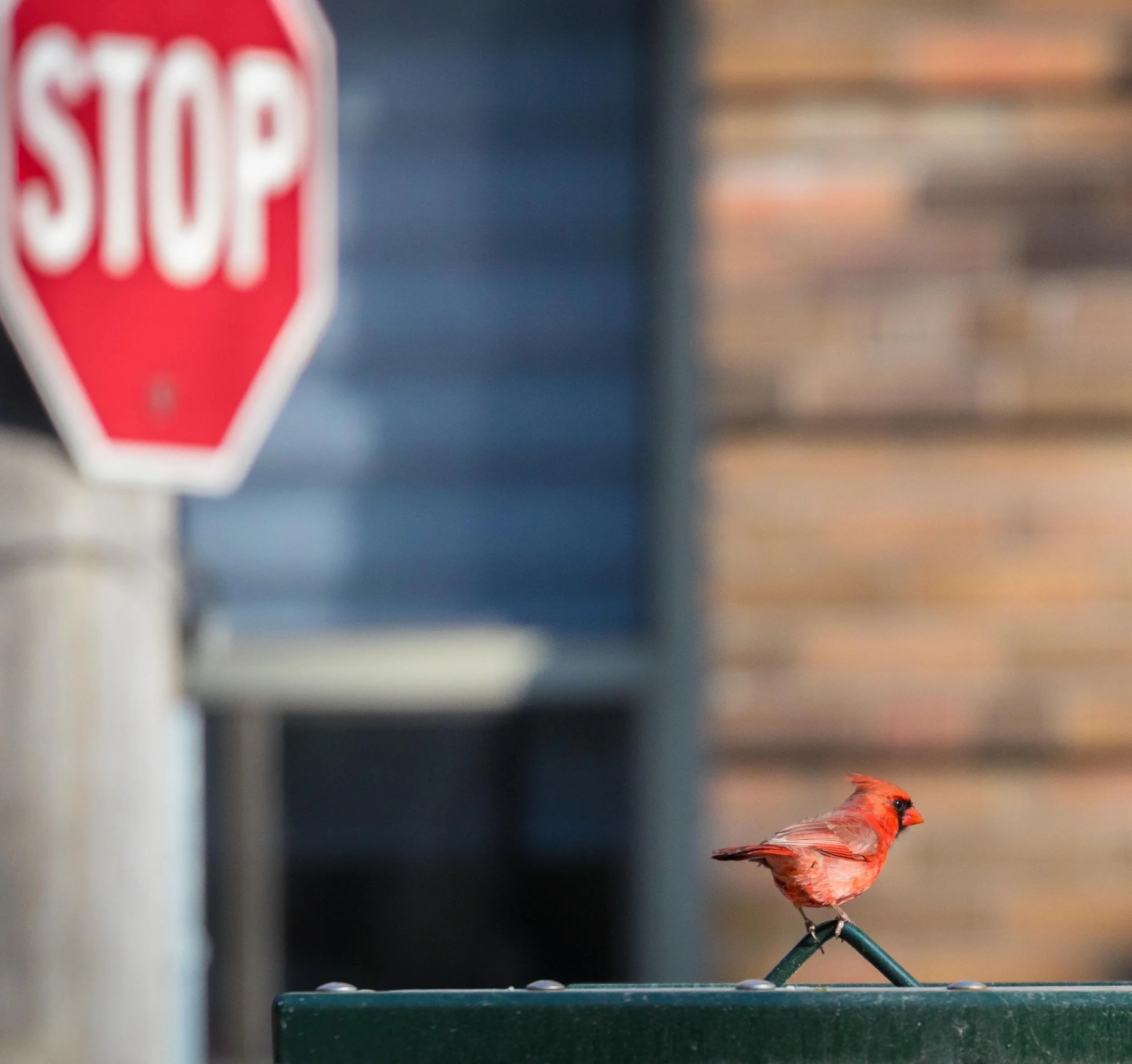 The stop sign supervisor in #midtowntoronto