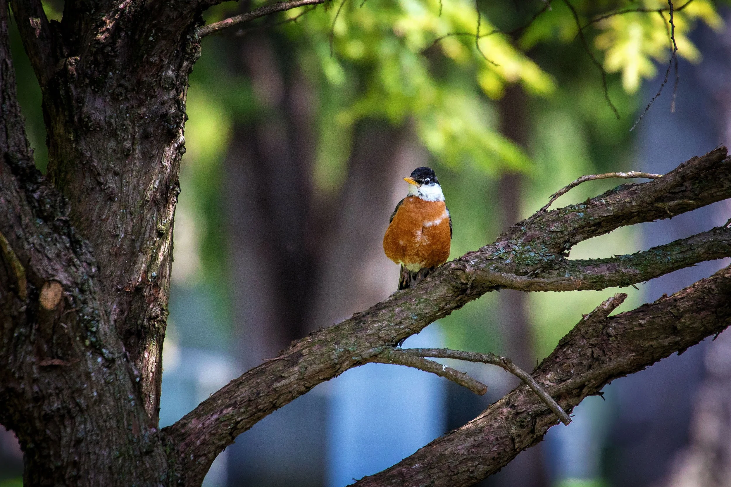 Robin in Spring