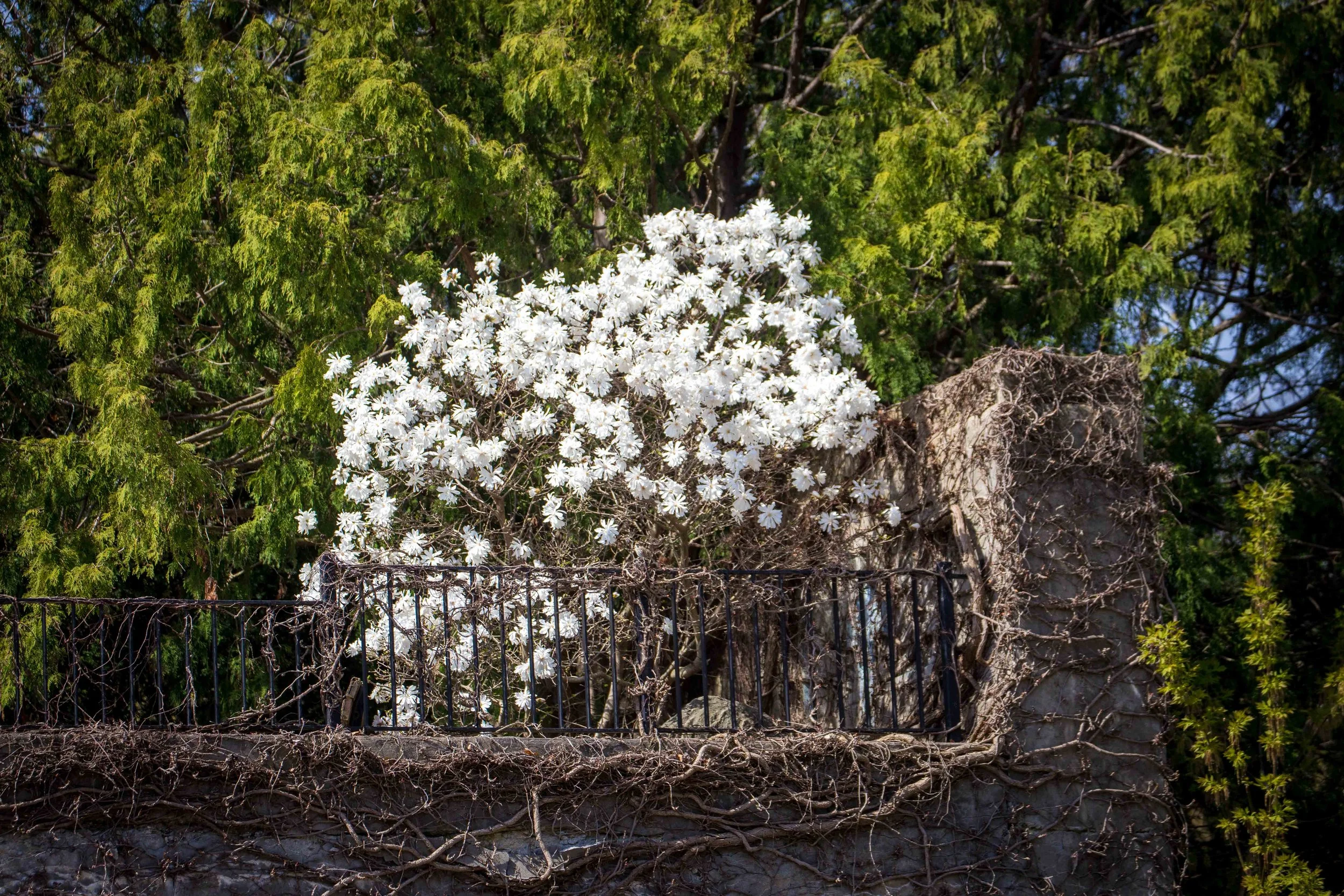 Remembrance Garden