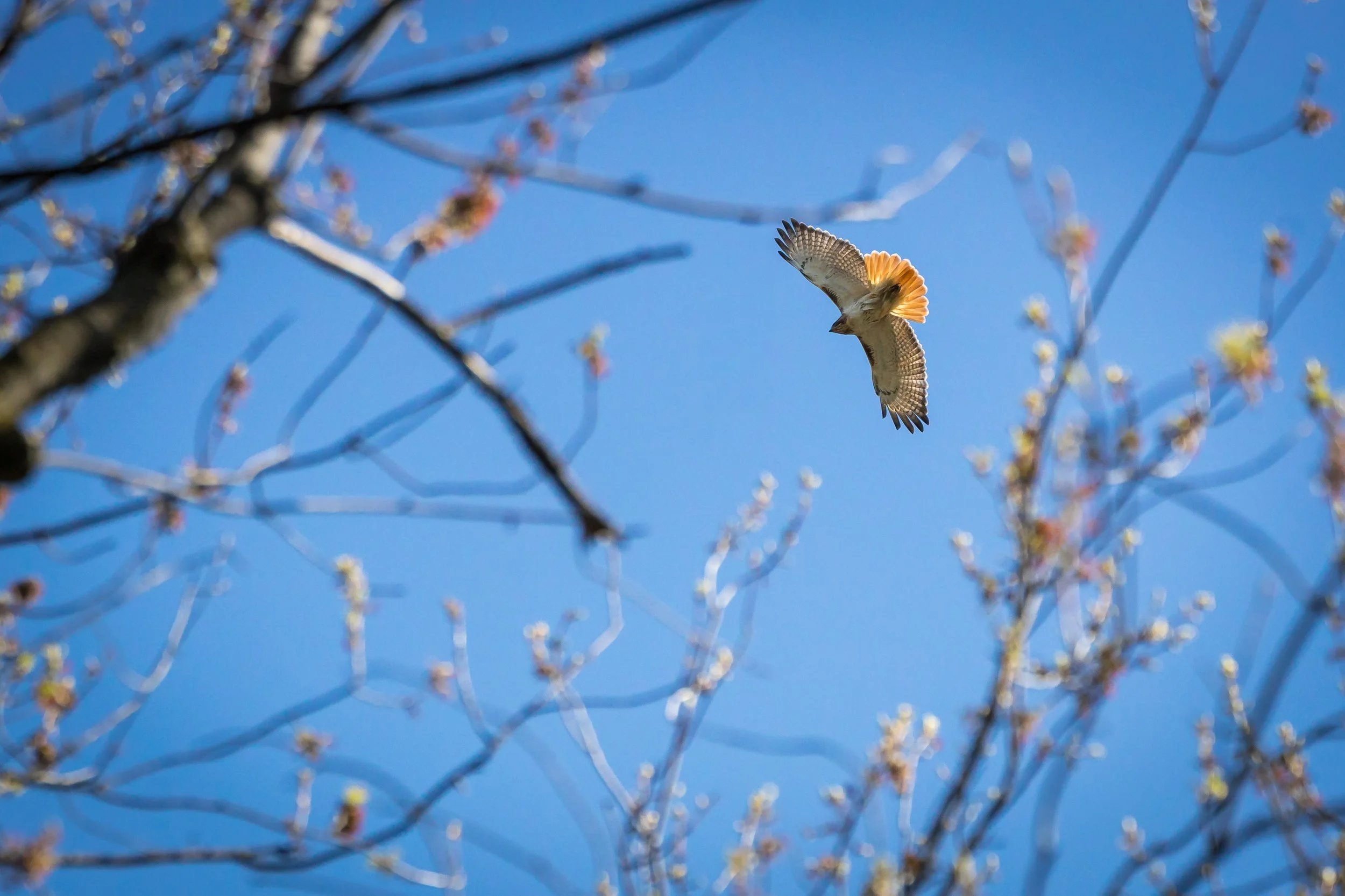 Red Tailed Hawk