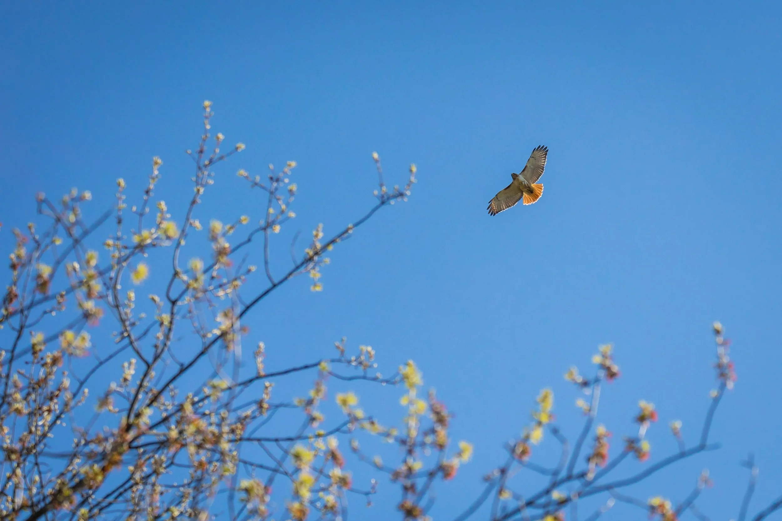 Midtown Toronto Hawk