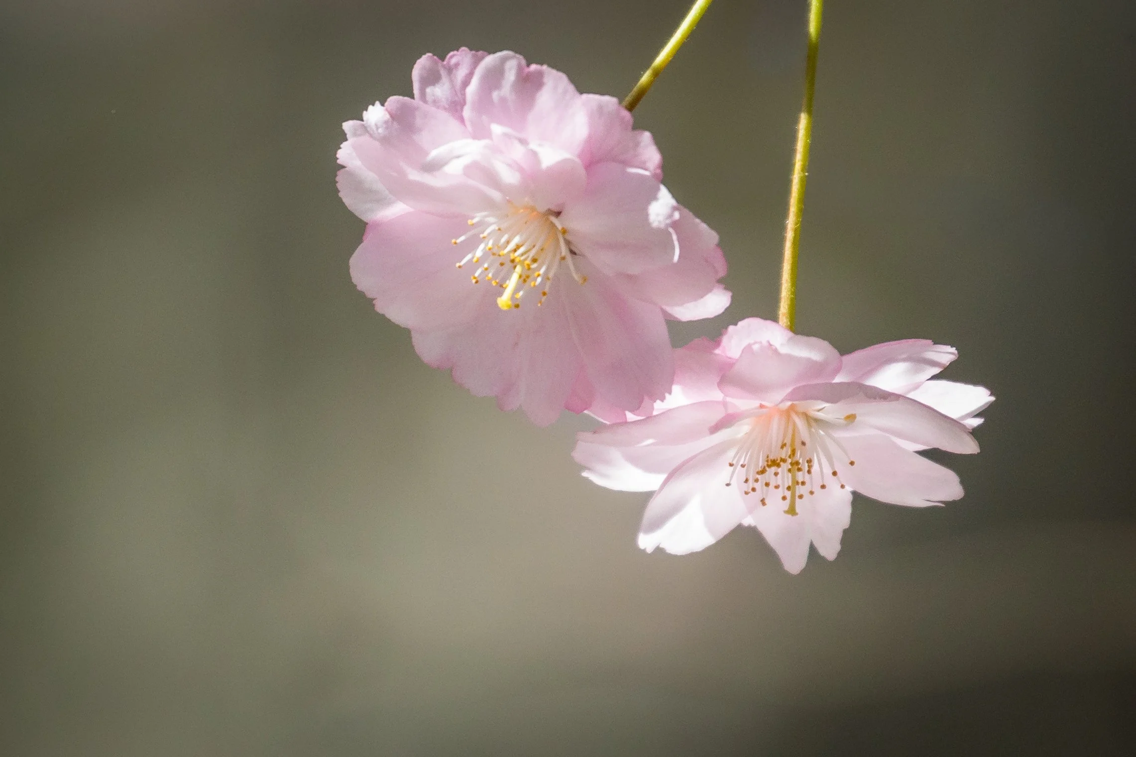 Midtown Cherry Blossoms