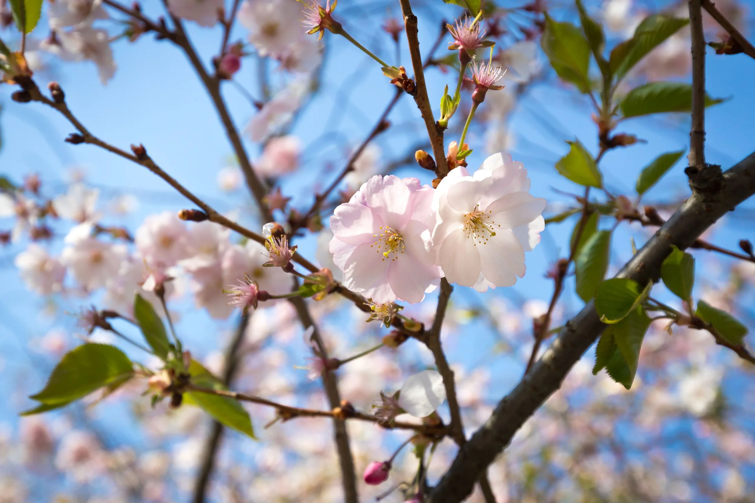 Cherry Blossoms