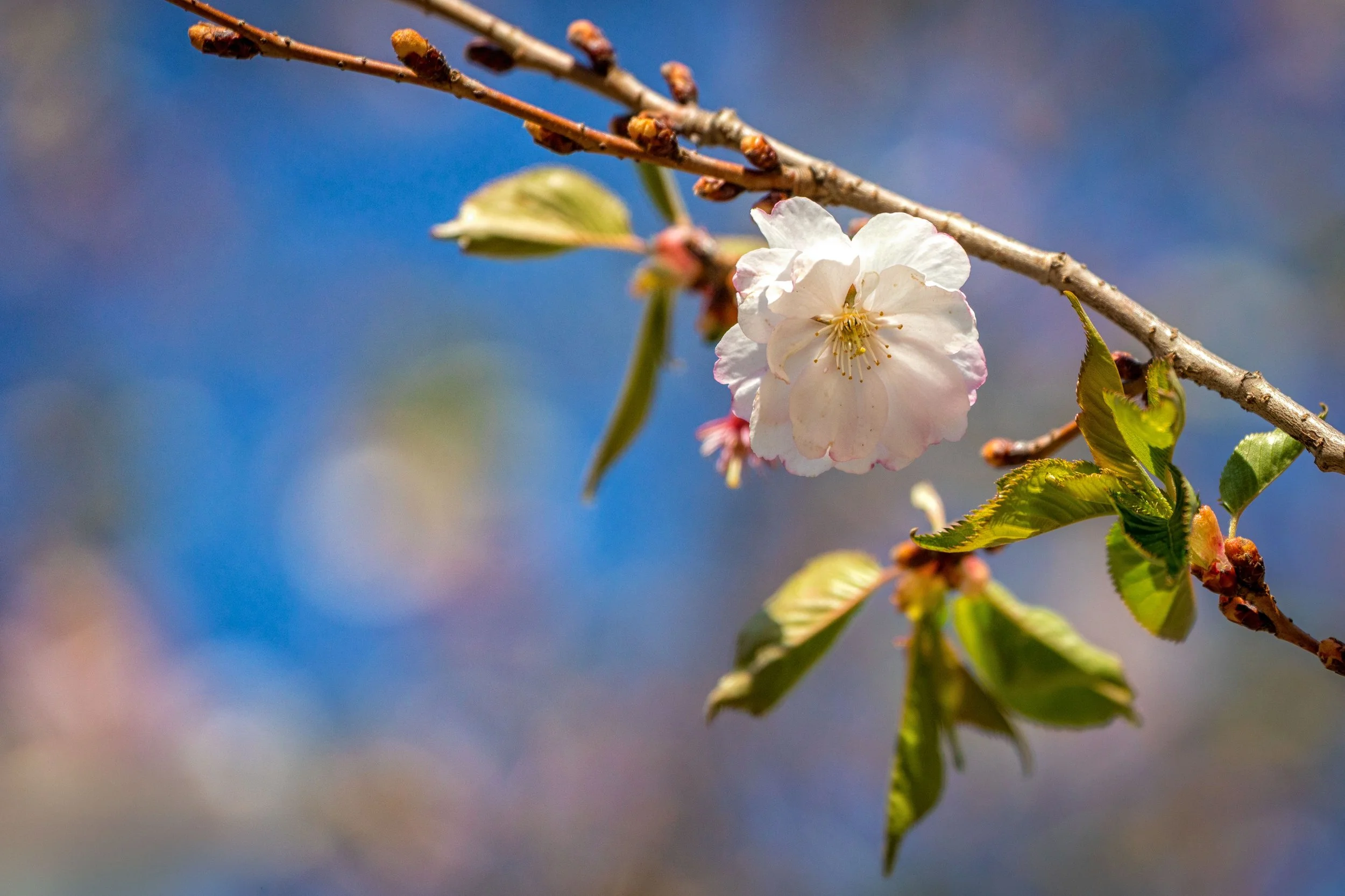 Sakura Blossoms