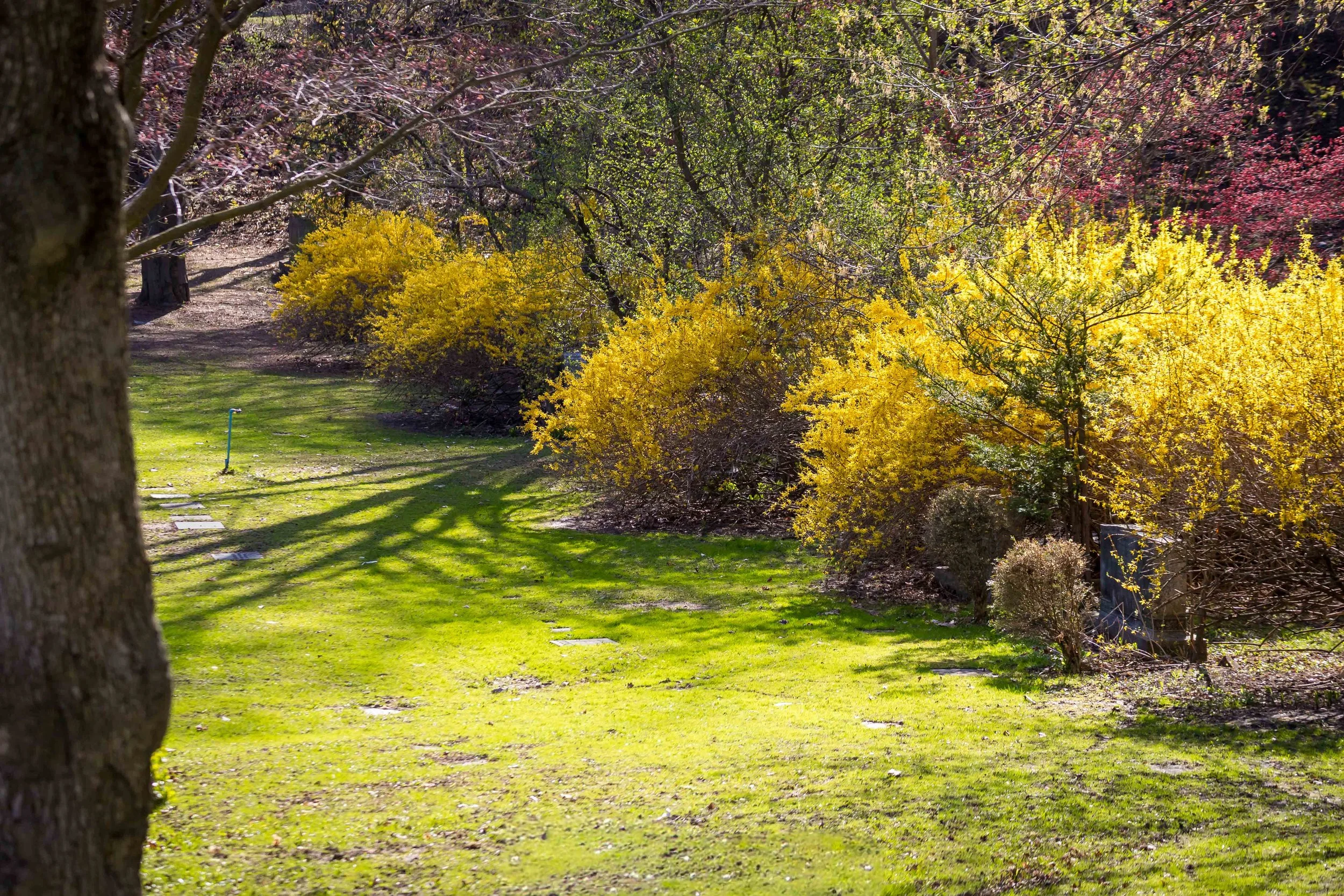 forsythia