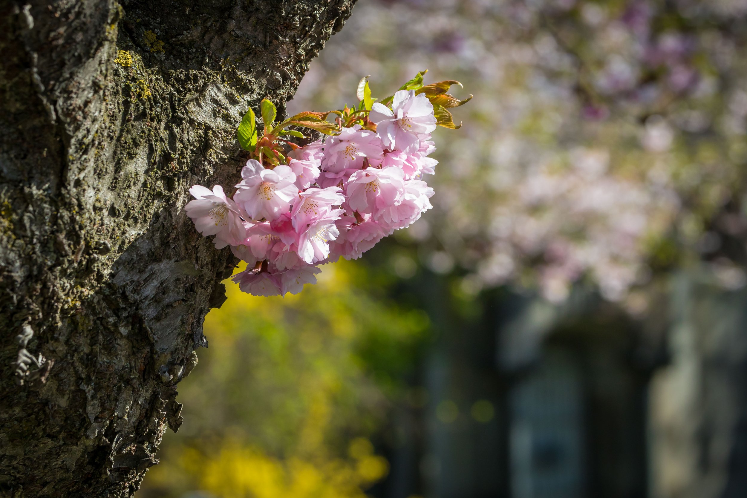 Sakura Blossoms