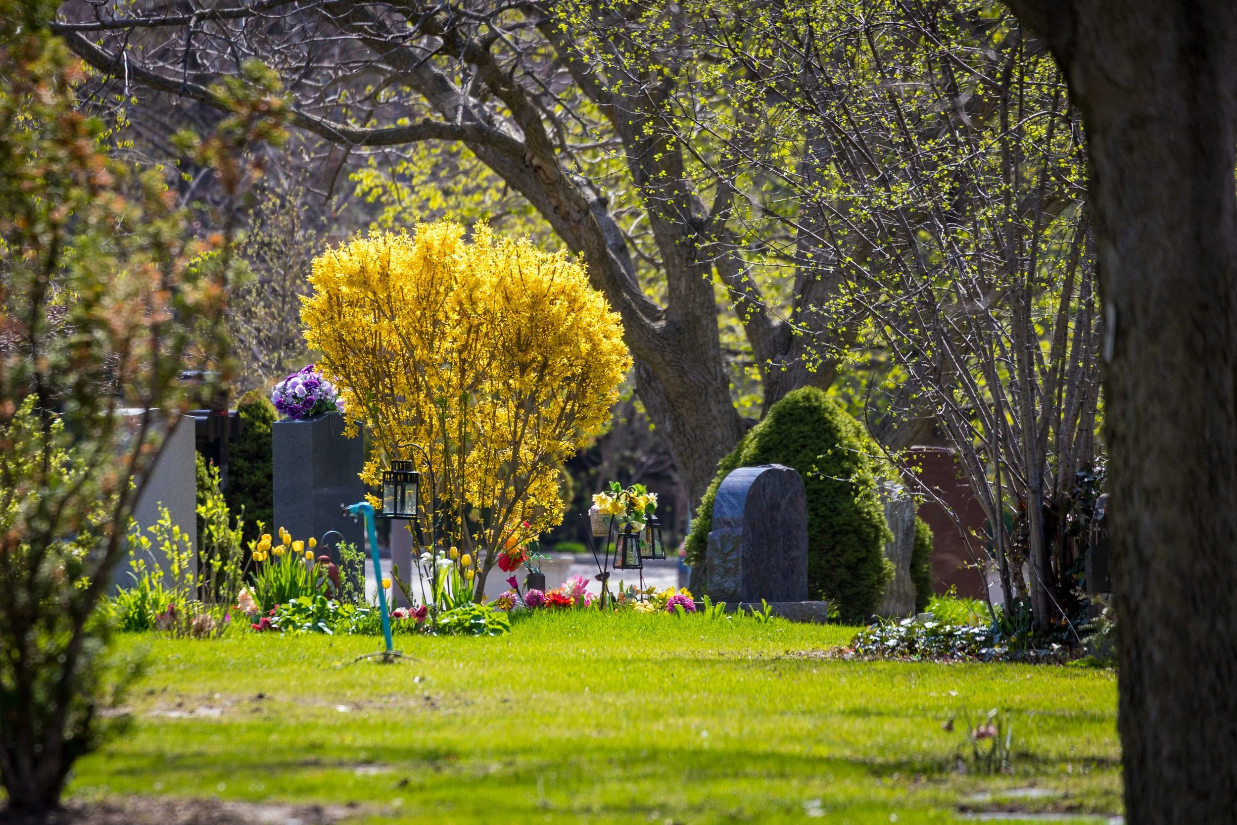 Forsythia