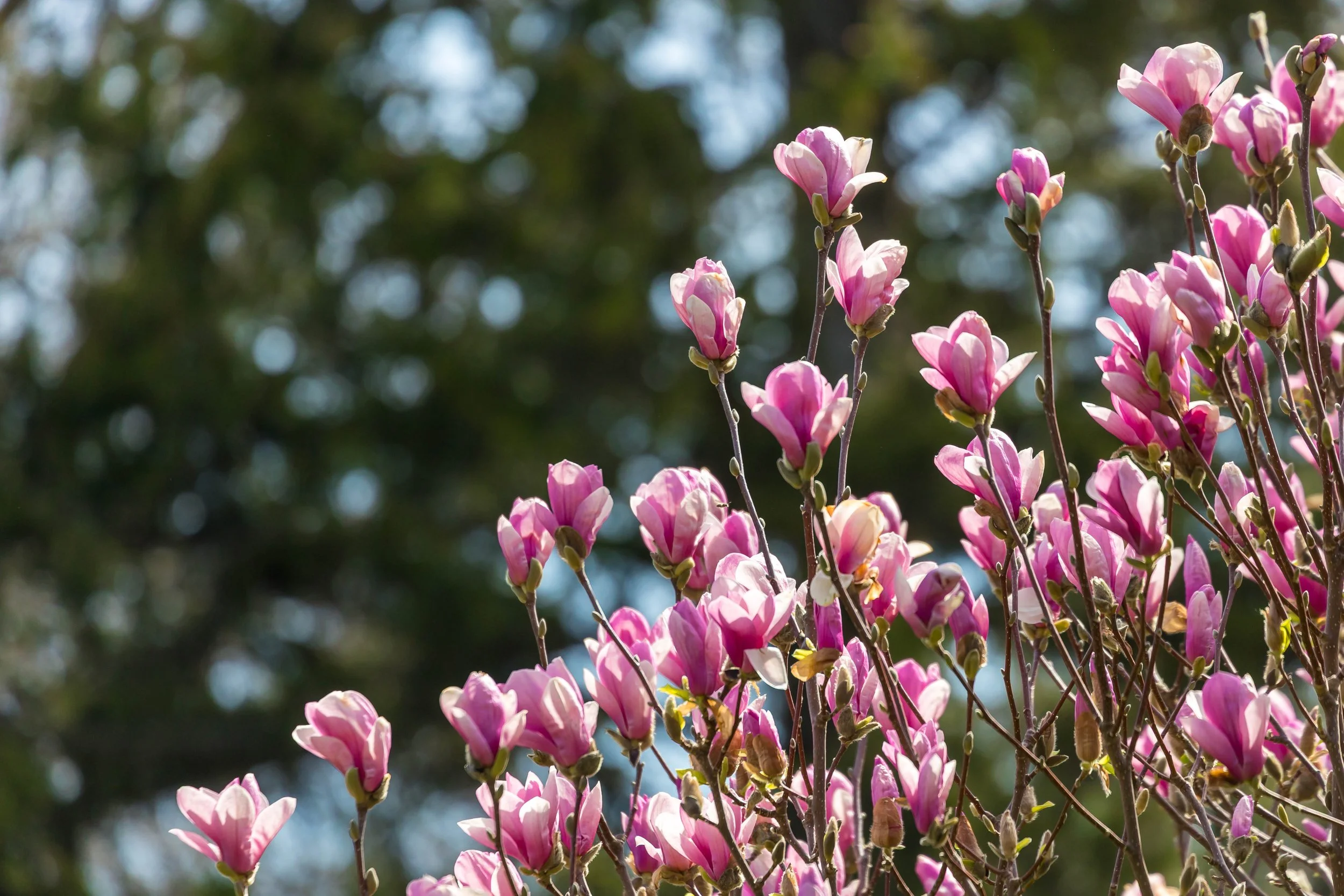 Magnolia Tree