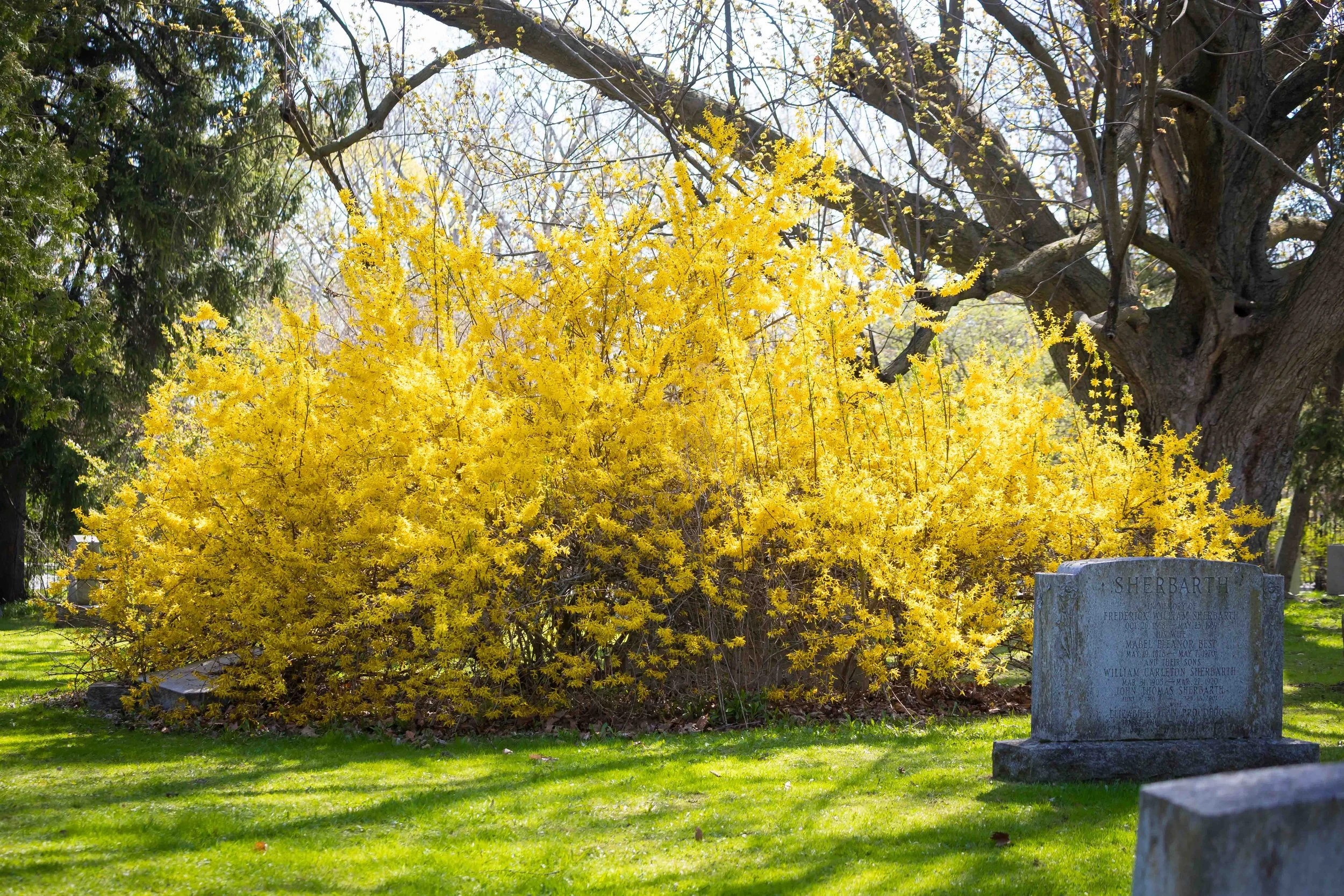 Large Forsythia Bush