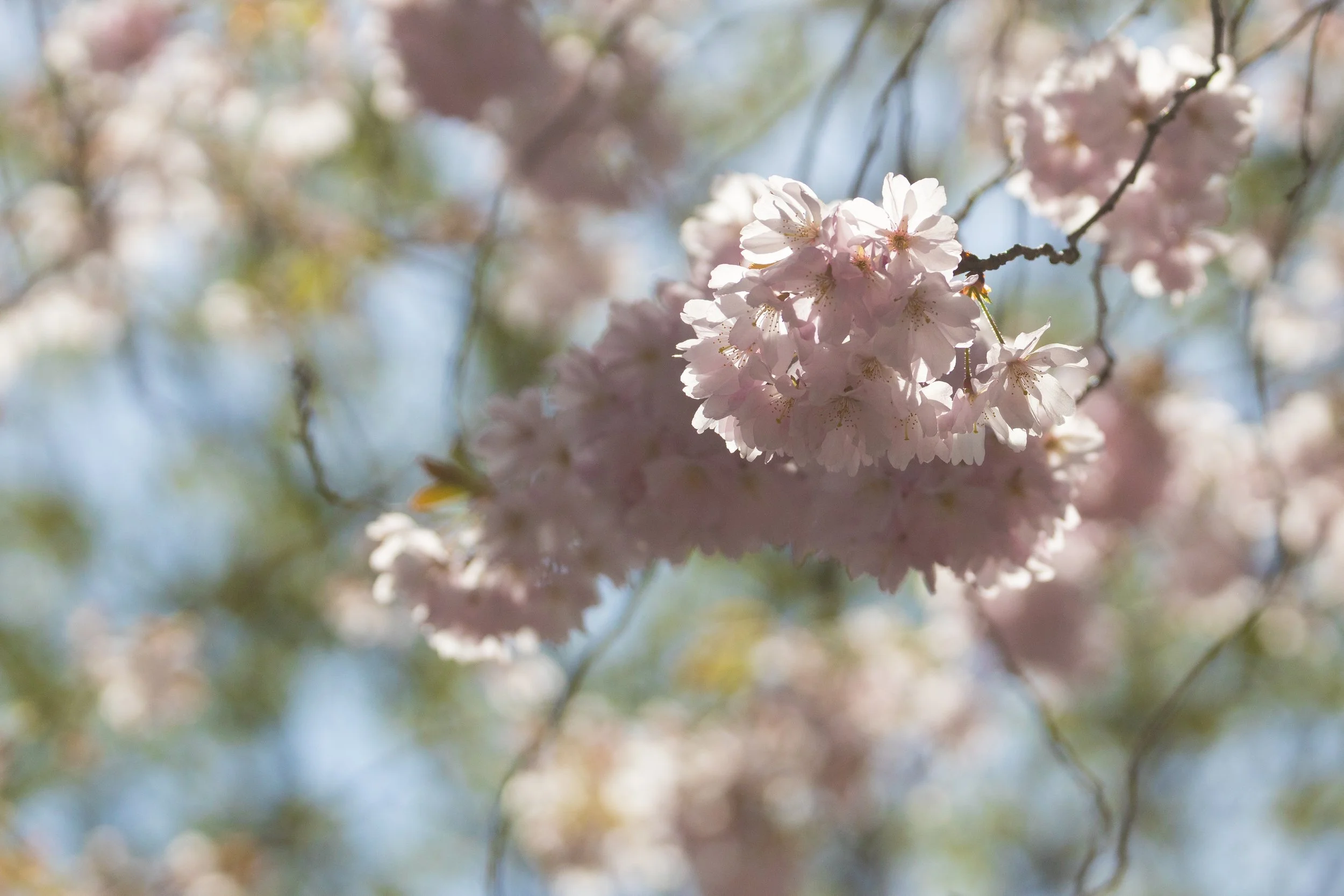 Cherry Blossoms