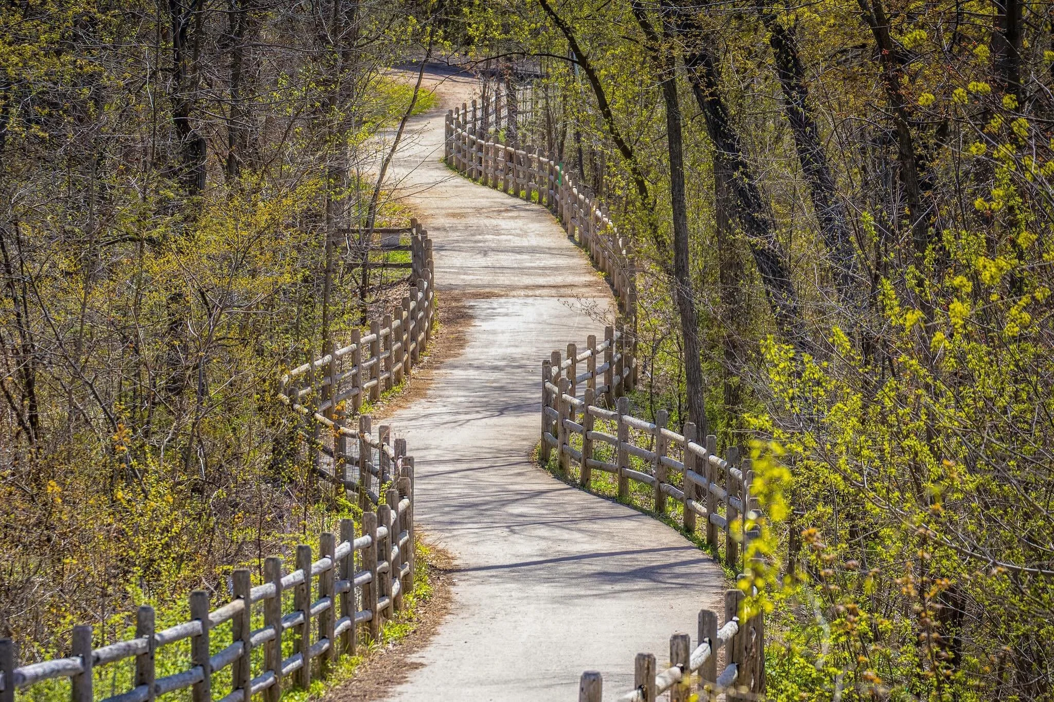 Spring in the Ravine