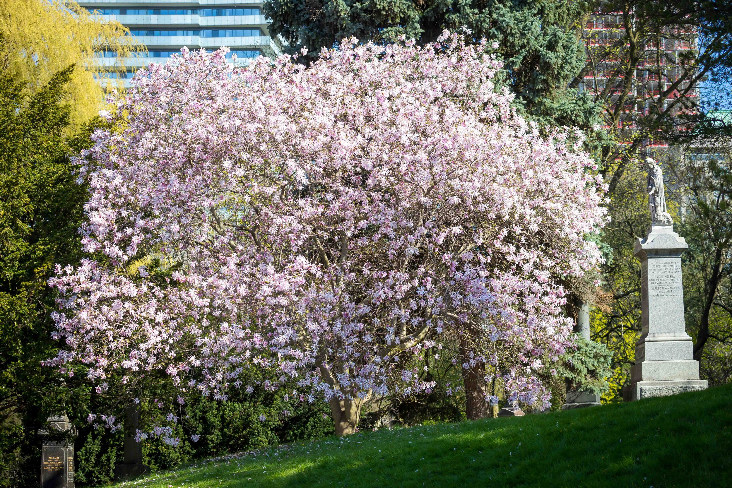 Large Magnolia Tree