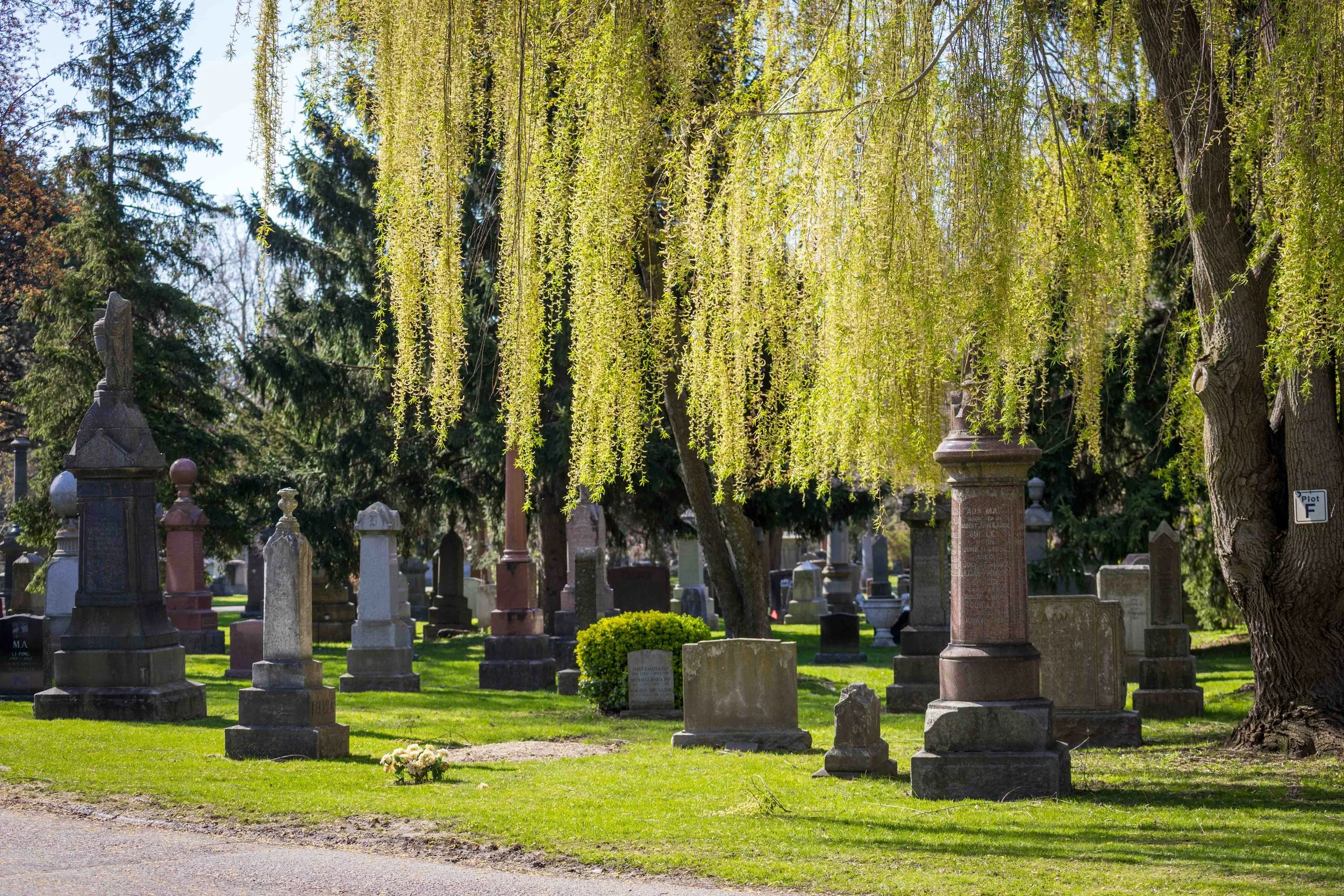 Willow Tree