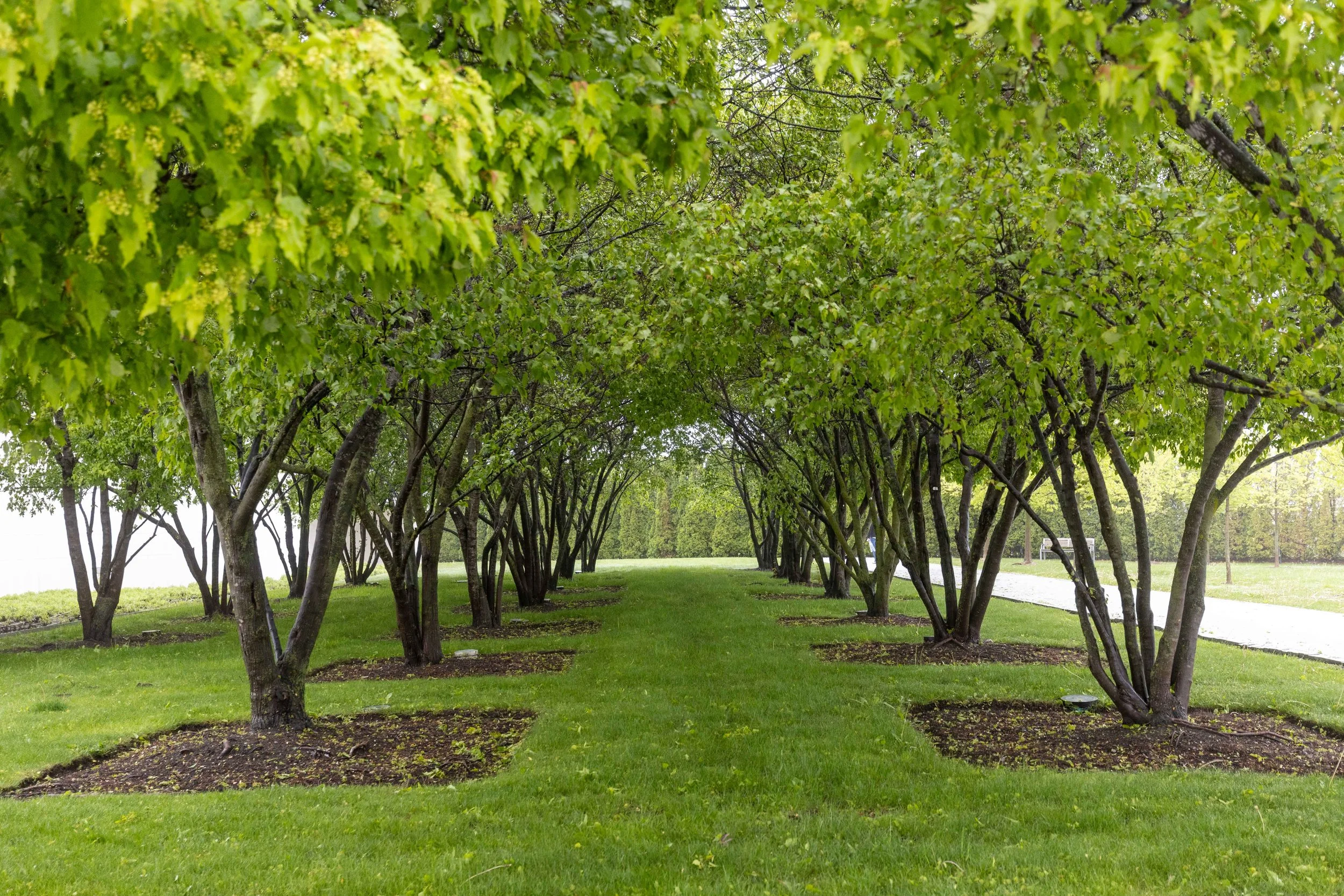 Serviceberry Orchard at Aga Khan Park