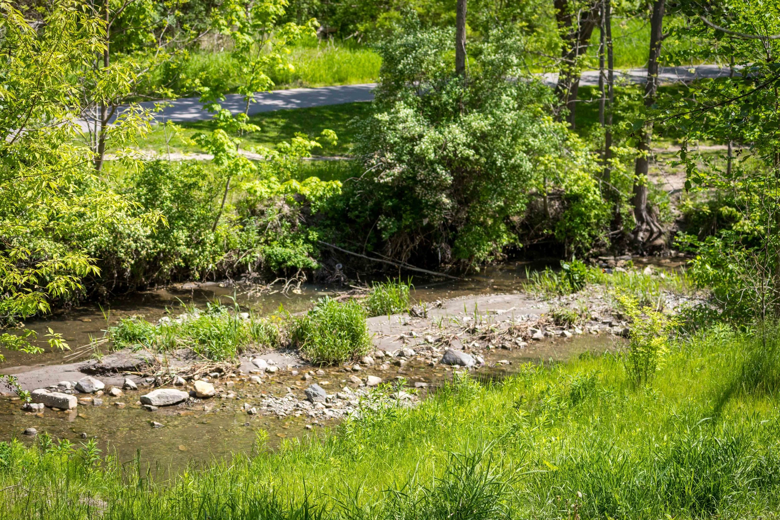 Taylor Creek
