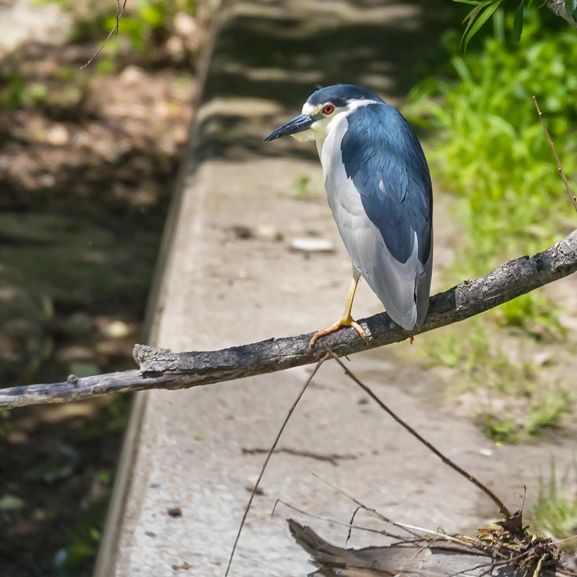 Black-crowned Night Heron, Don River, Toronto