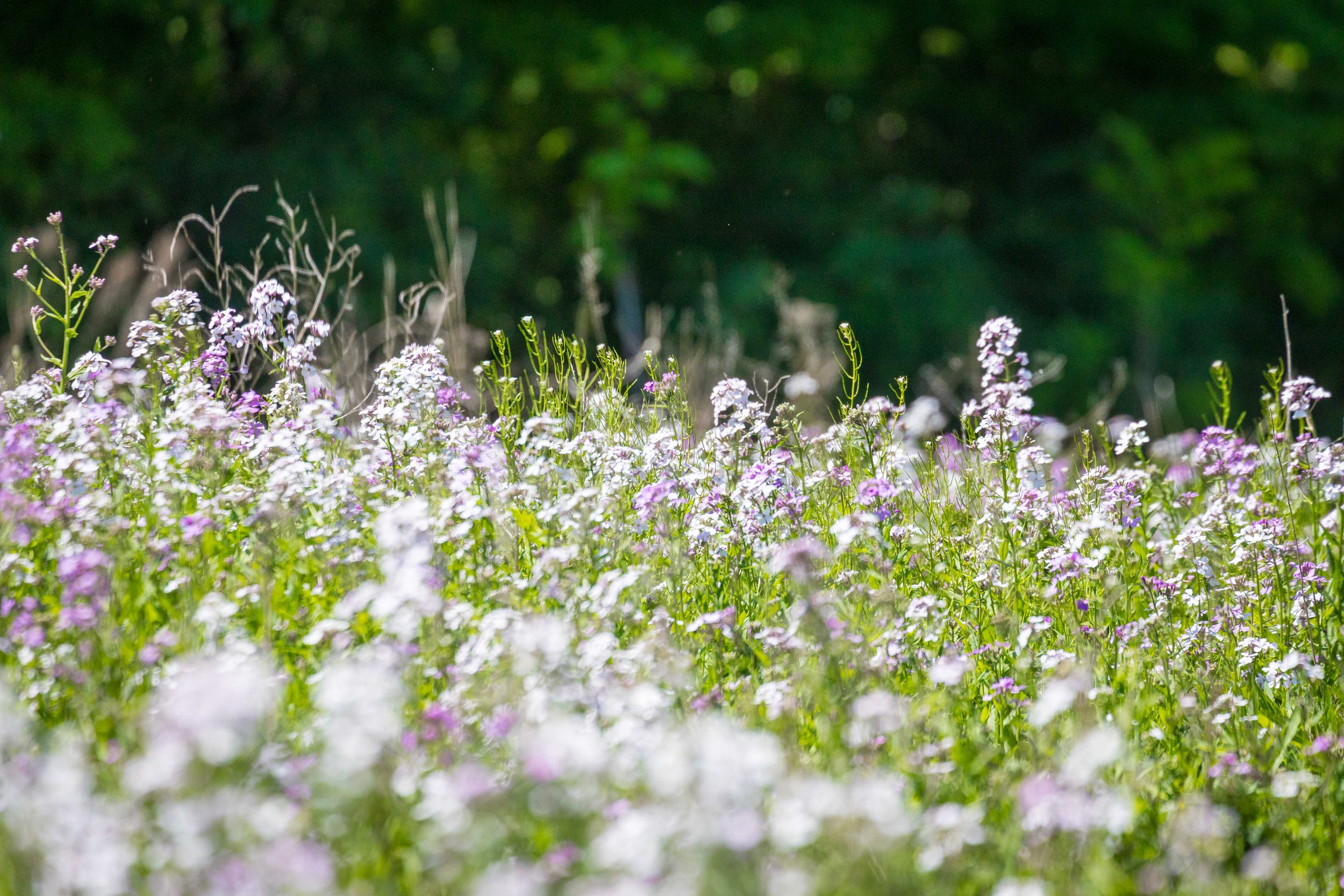 Spring wildflowers.jpg