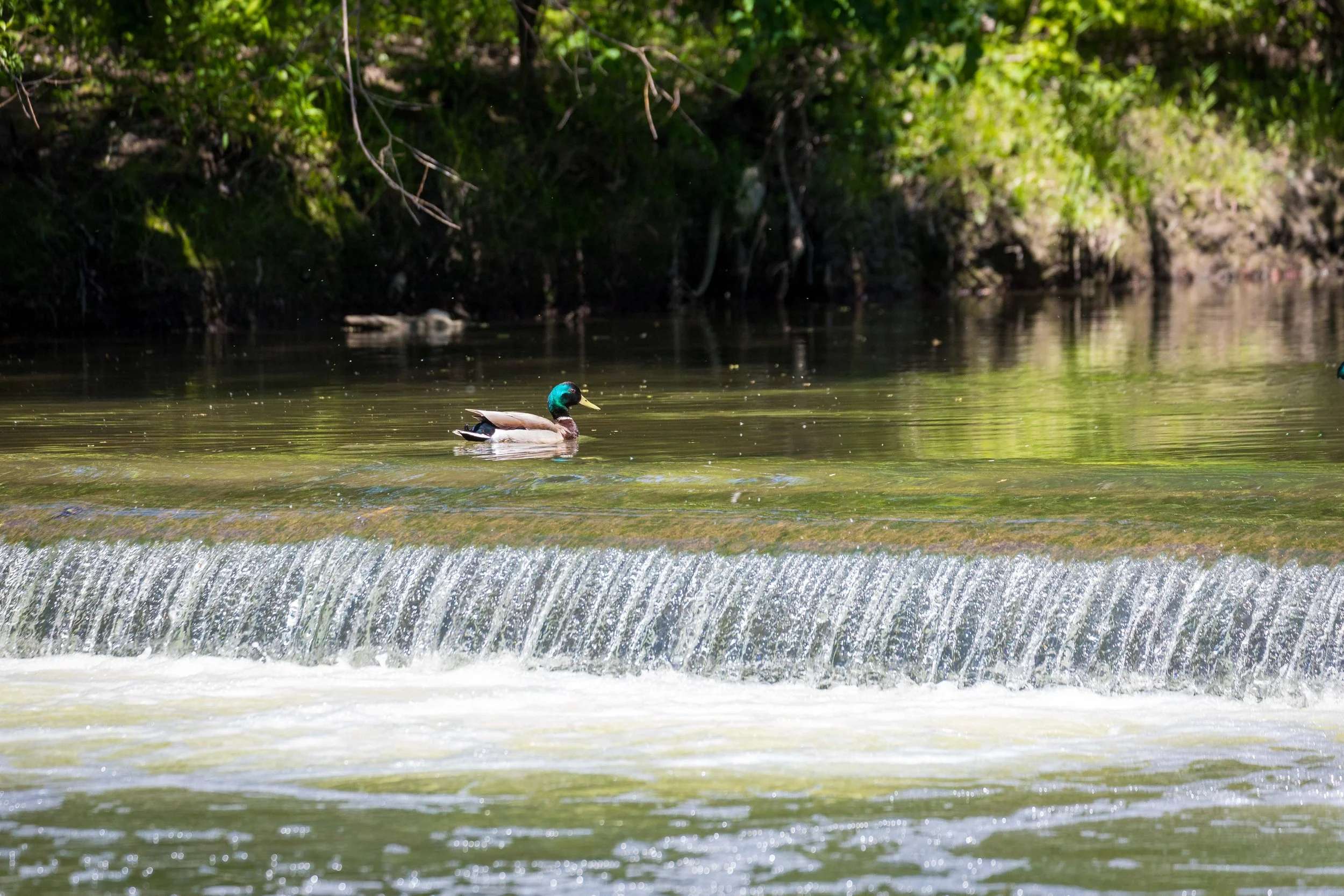 Mallard Duck