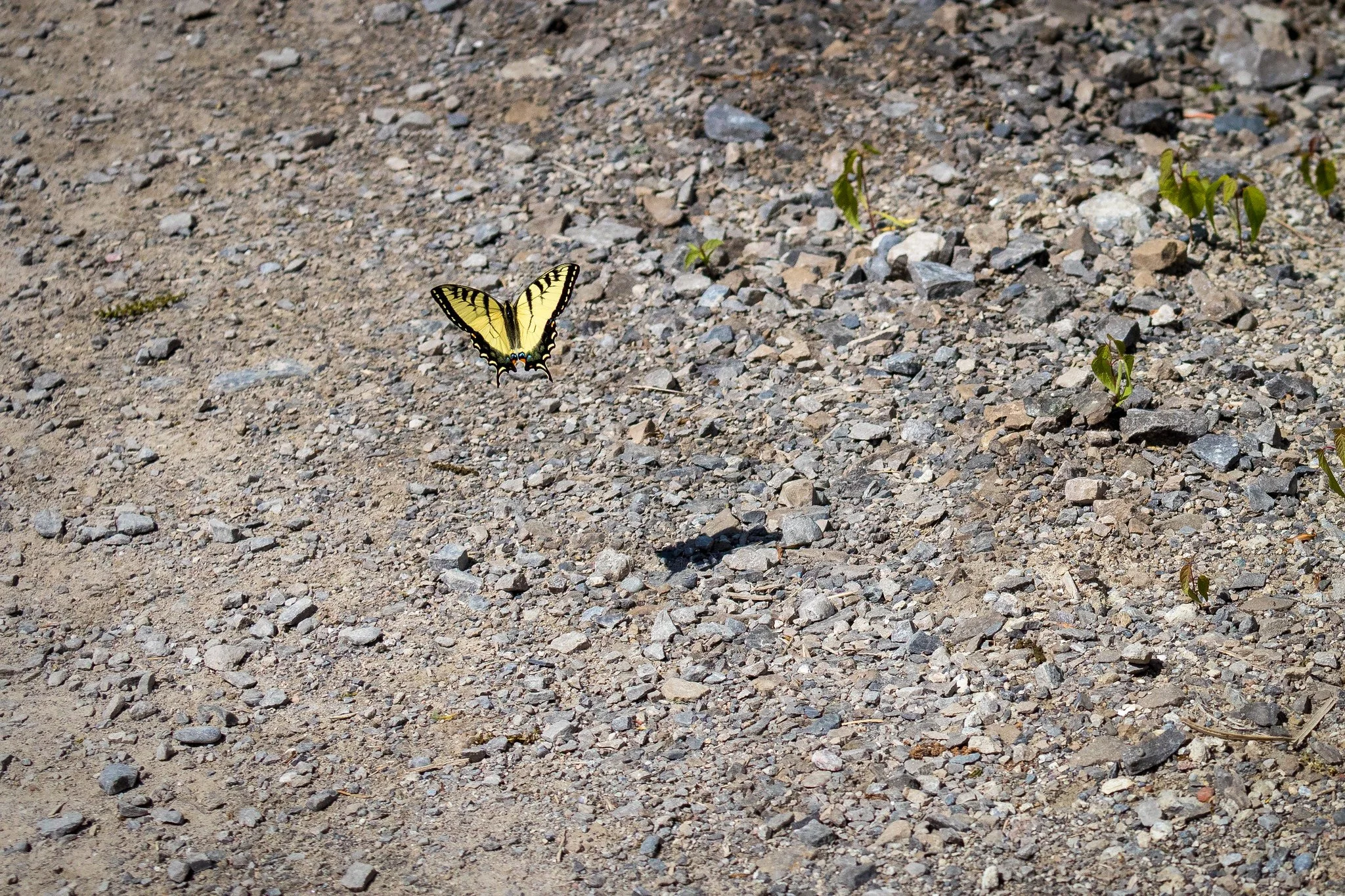 Eastern Tiger Swallowtail