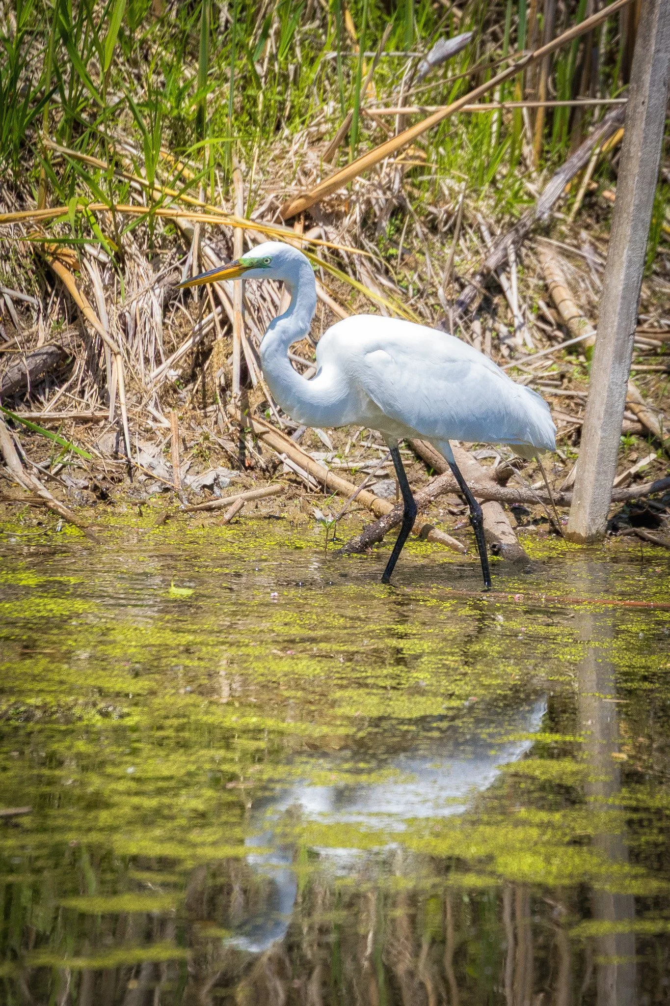 Great Egret at Evergreen Brick Works