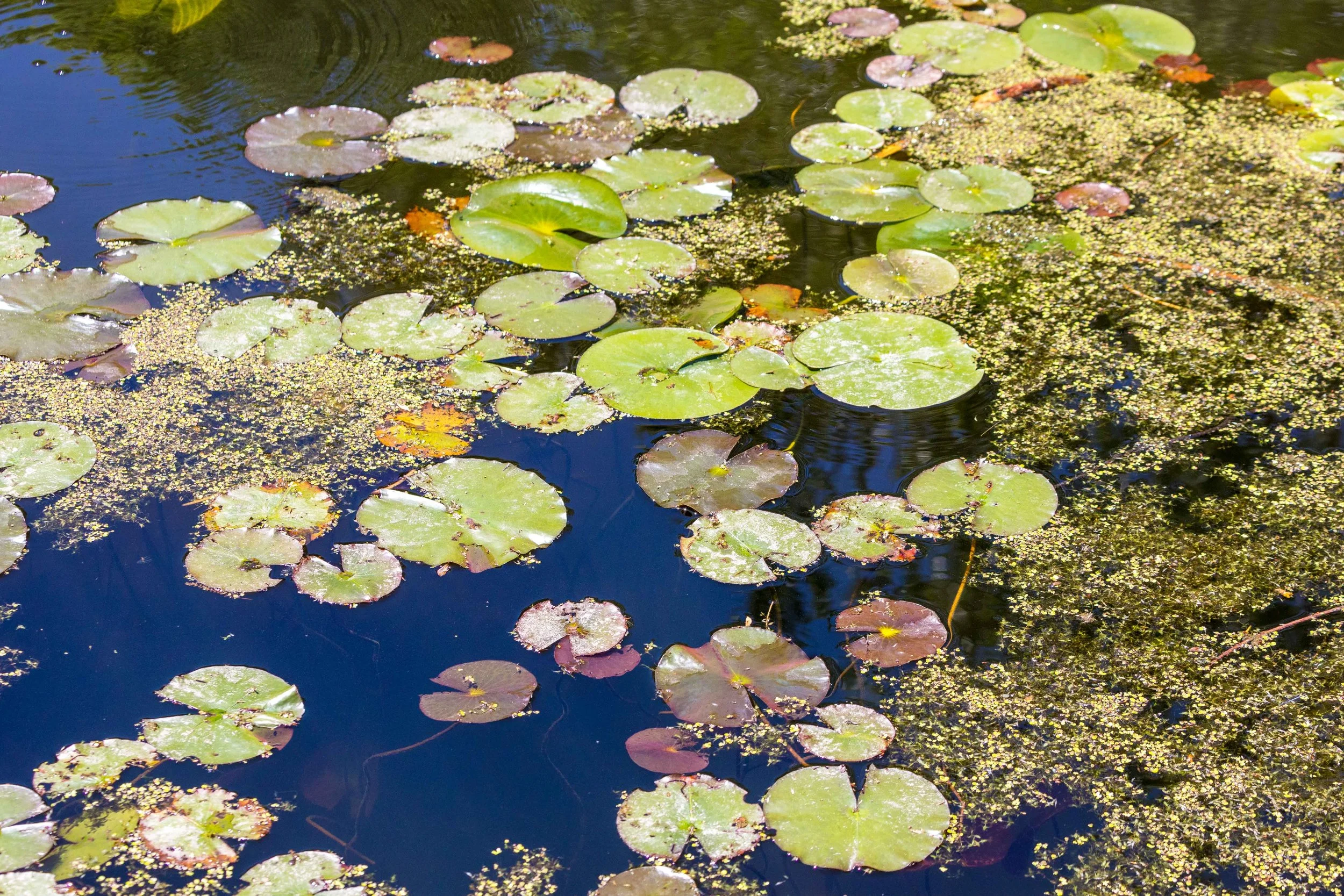 Brick Works Lily Pads