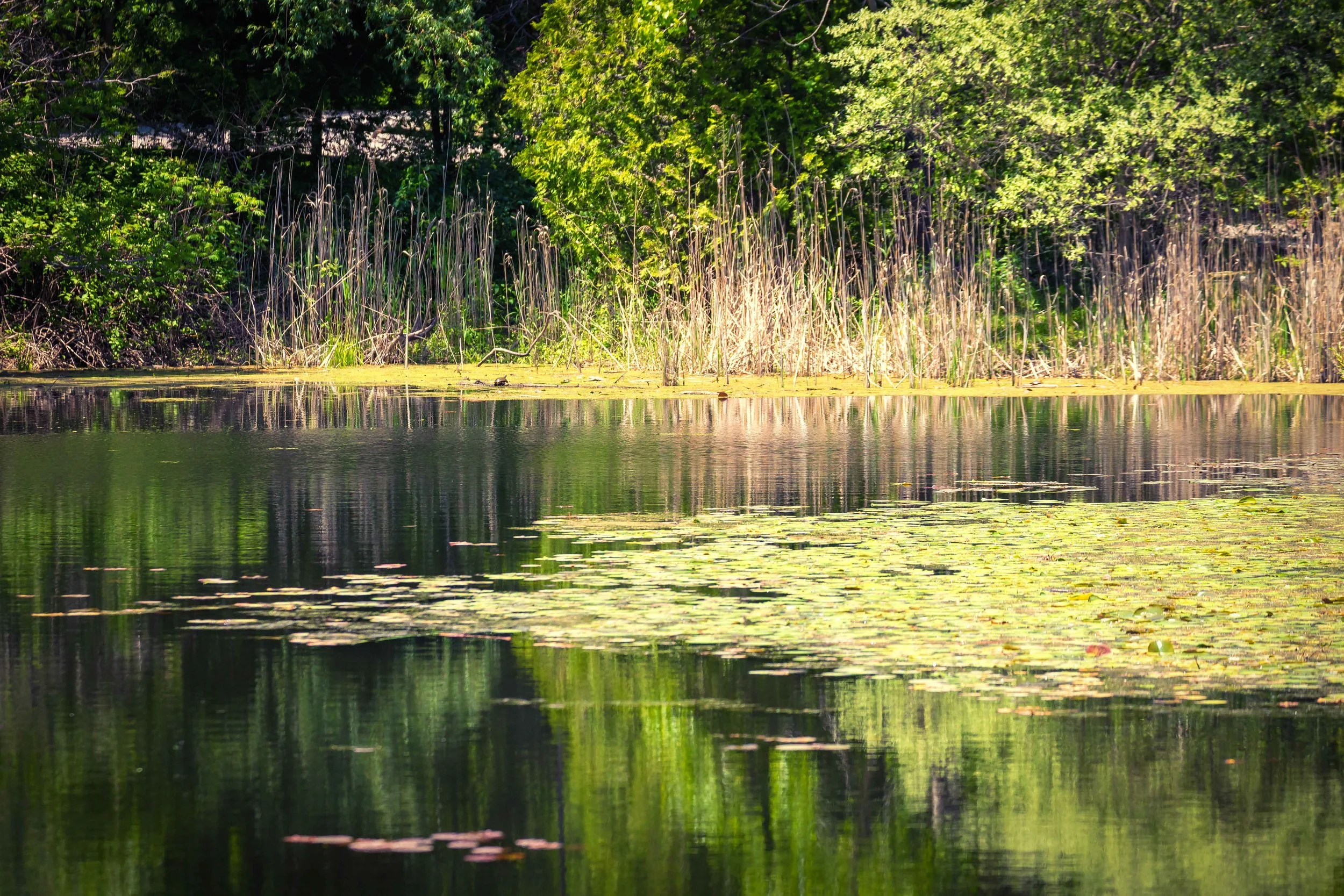 Brick Works Pond