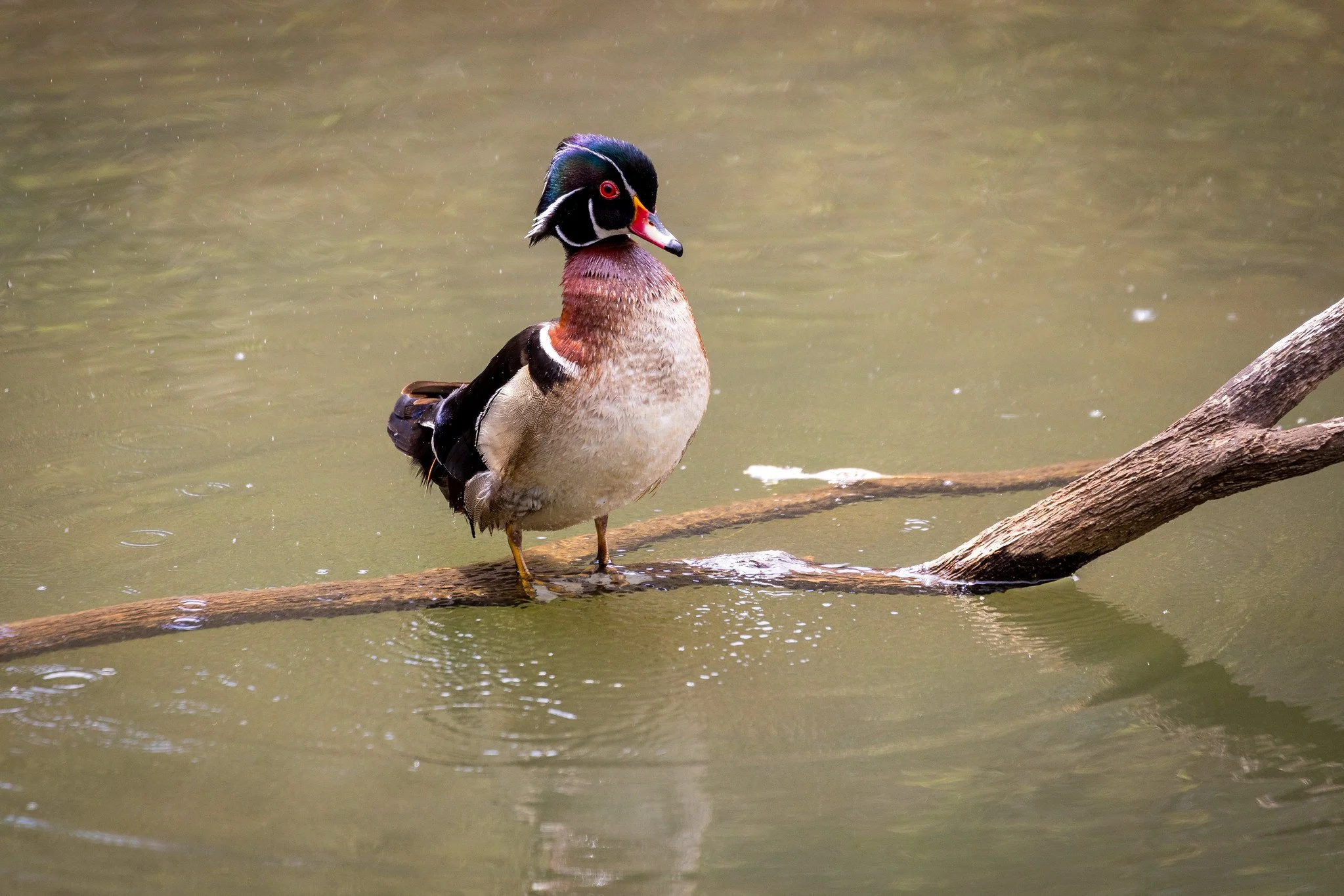 Wood Duck in Early Spring, High Park
