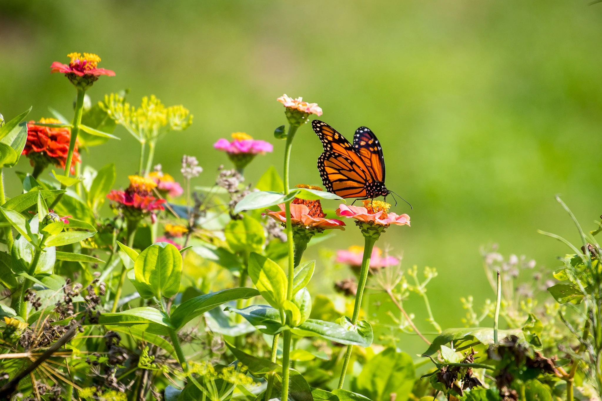Monarch Butterfly Among the Zinnias (2025)