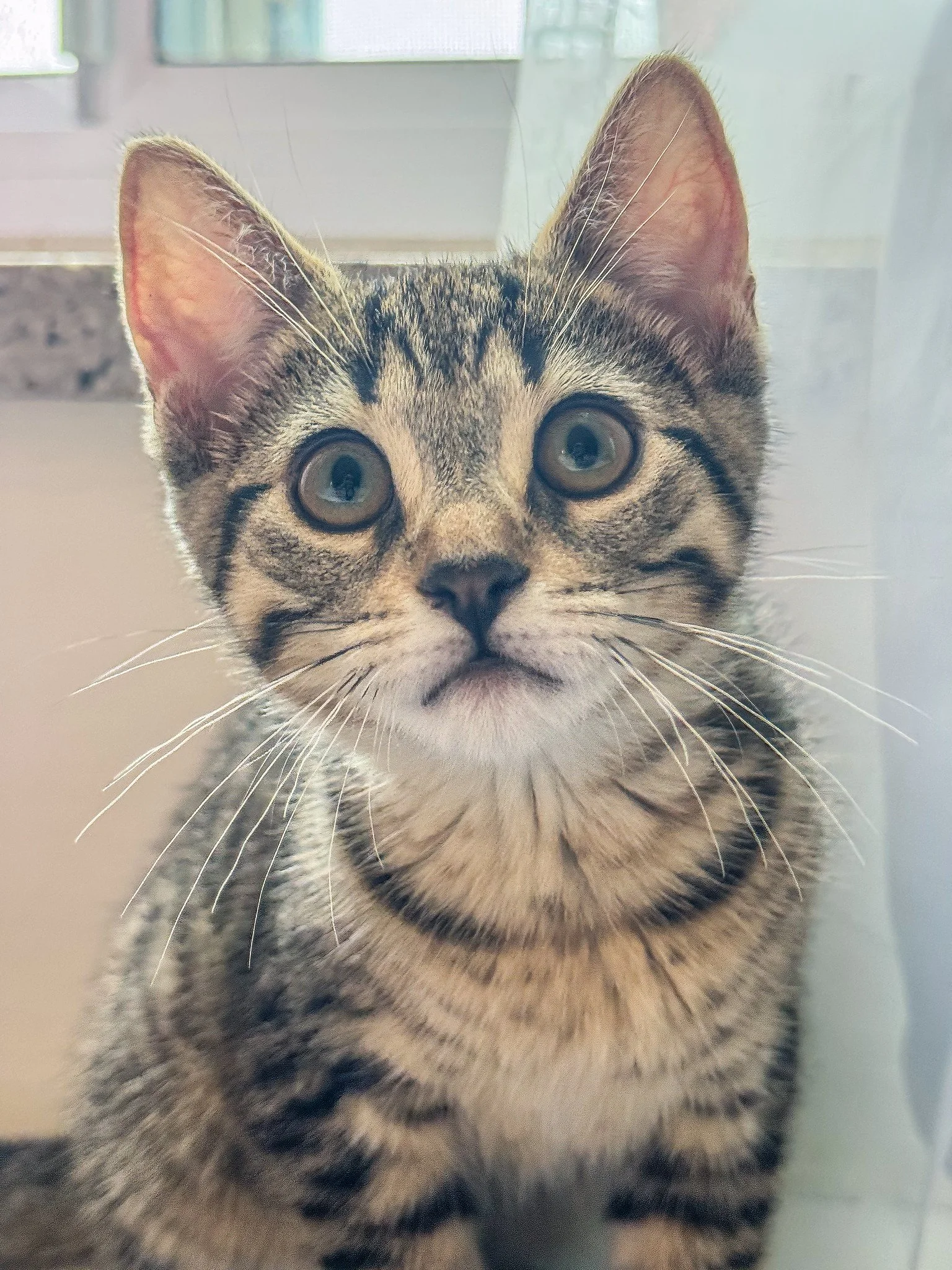 Introducing Eevee