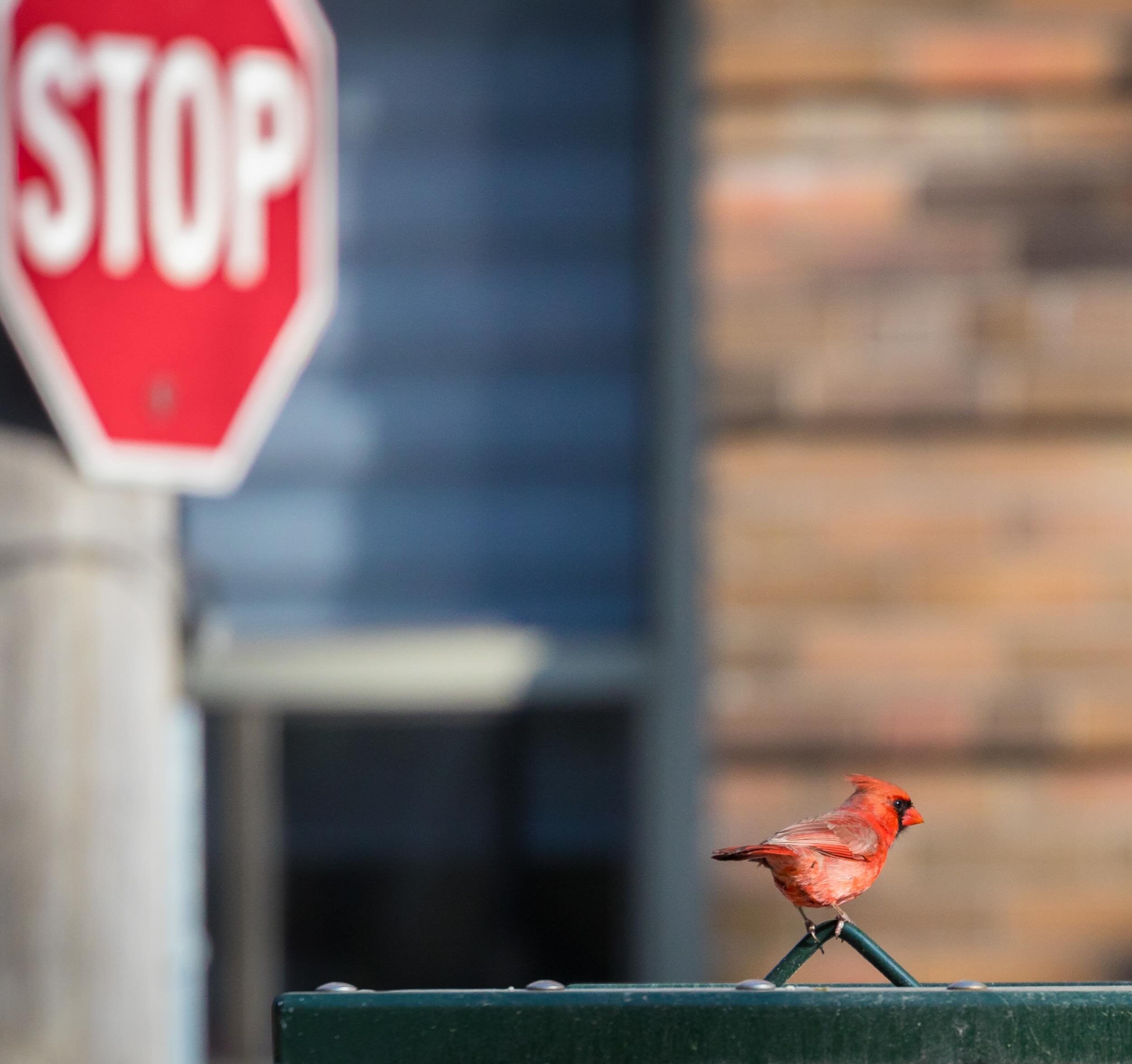 The stop sign supervisor in #midtowntoronto