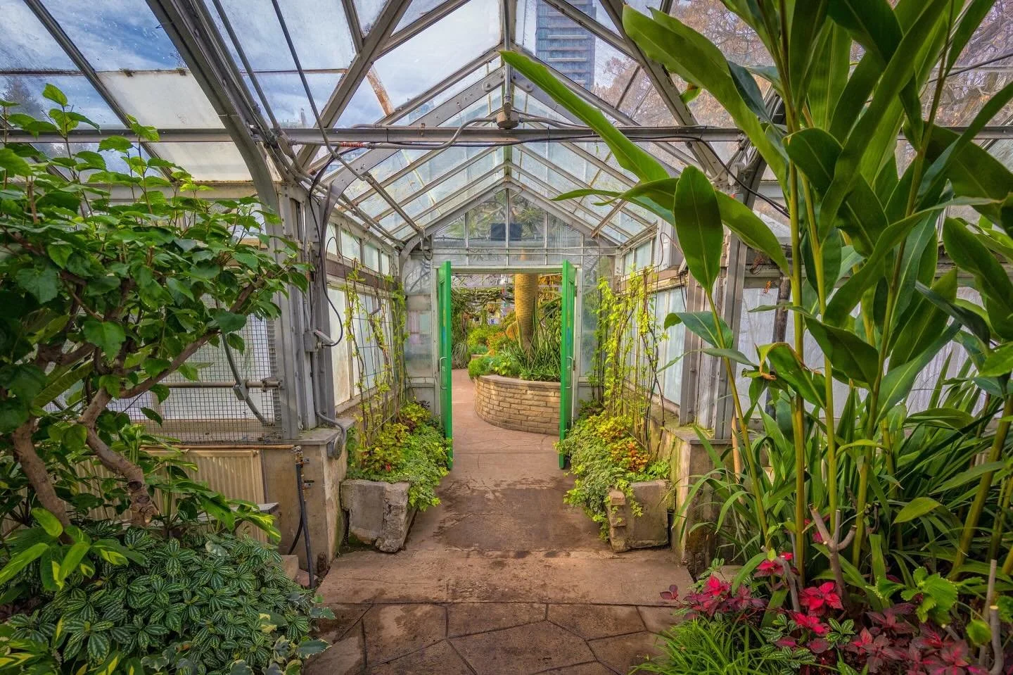 A quiet passage inside Allan Gardens Conservatory. A bit of summer in the middle of winter. Sometimes all you need is glass, greenery, and a few minutes of calm. Check out our latest photo blog. Link in bio.