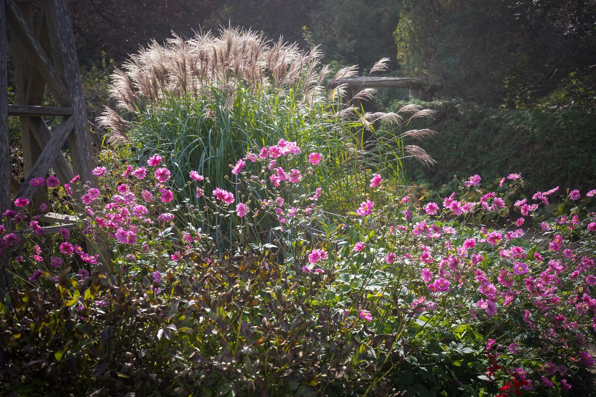 October Light at Alexander Muir Gardens