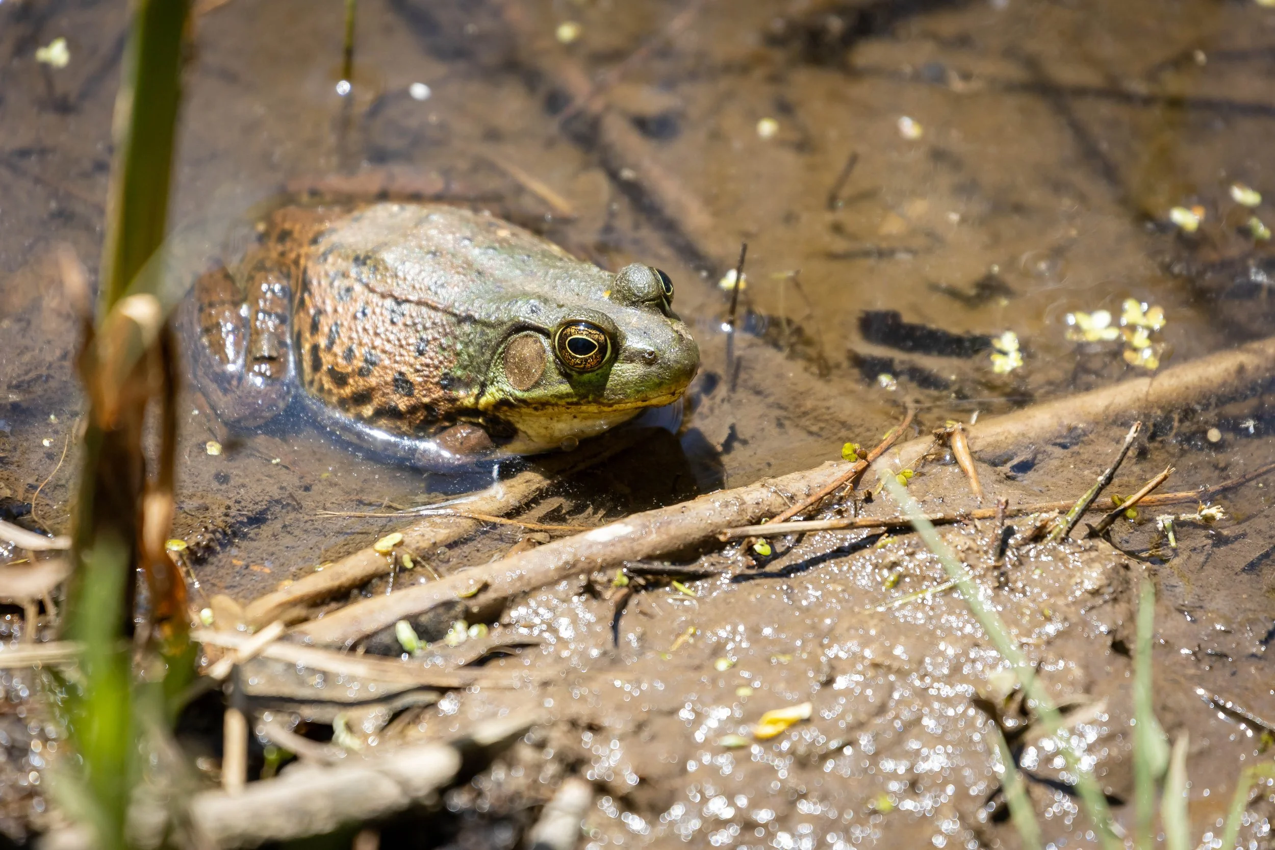 Frog at the edge of the pond at Toronto's Brick Works
