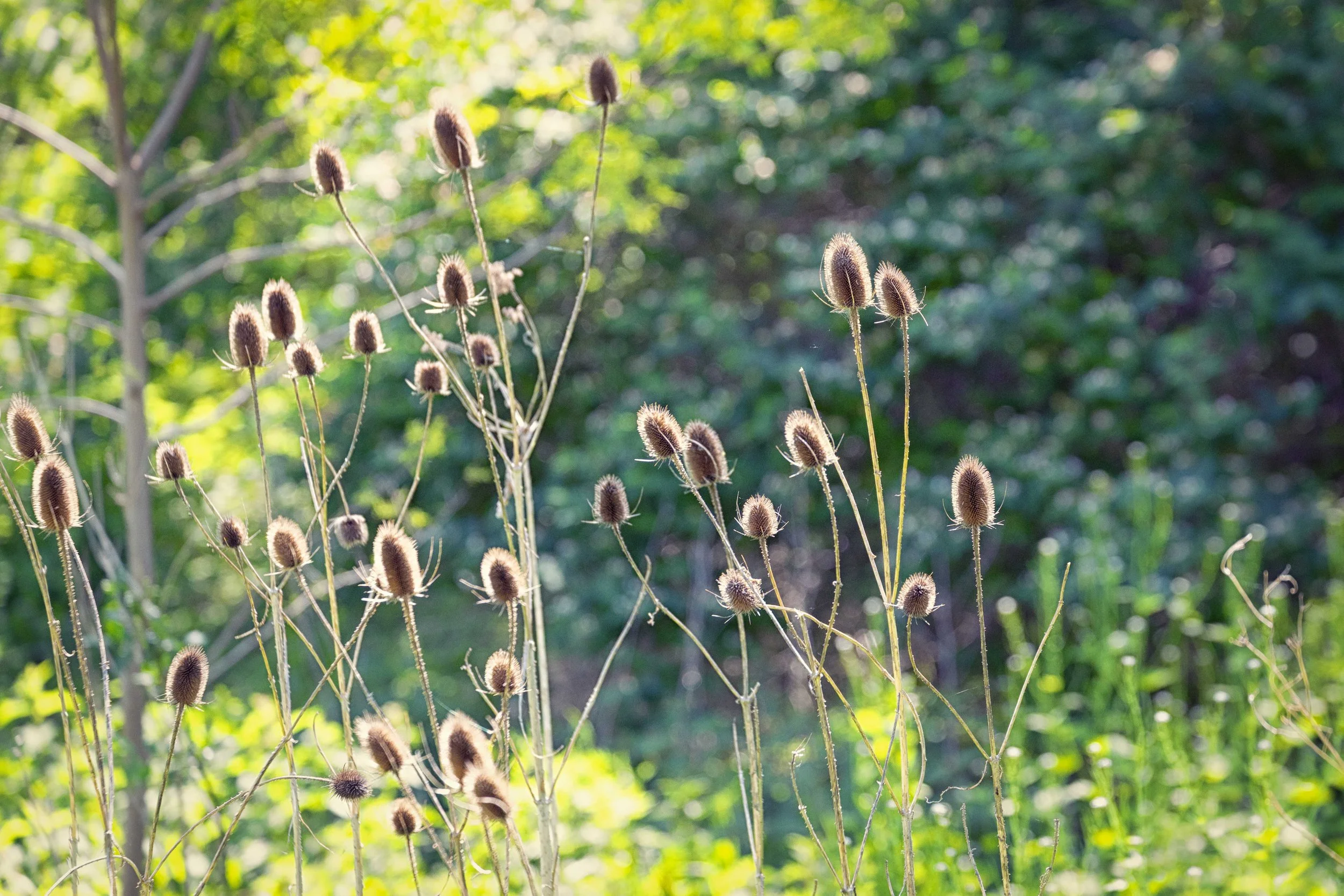 teasels / seed heads