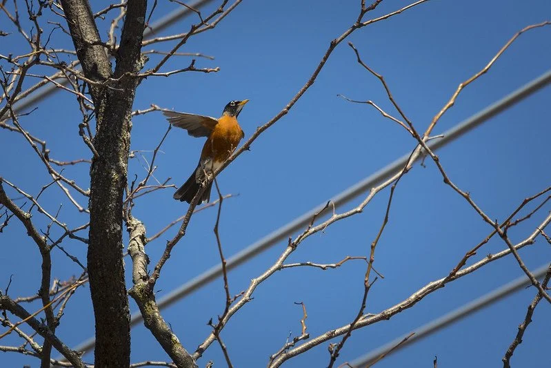 Robin in a tree