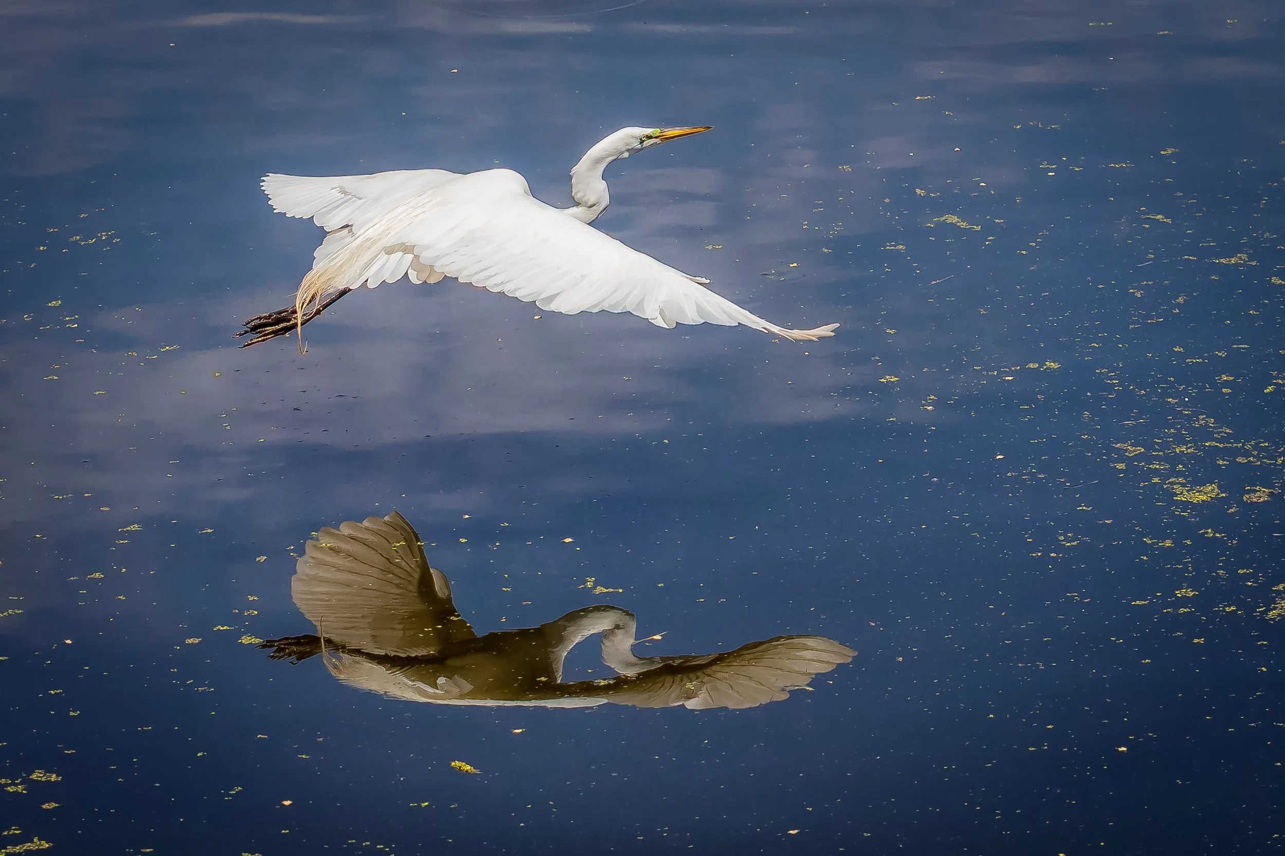 Bird flying over pond at Evergreen Brick Works