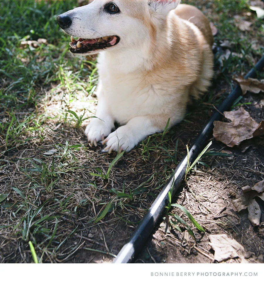 Tucker | Austin Film Photographer