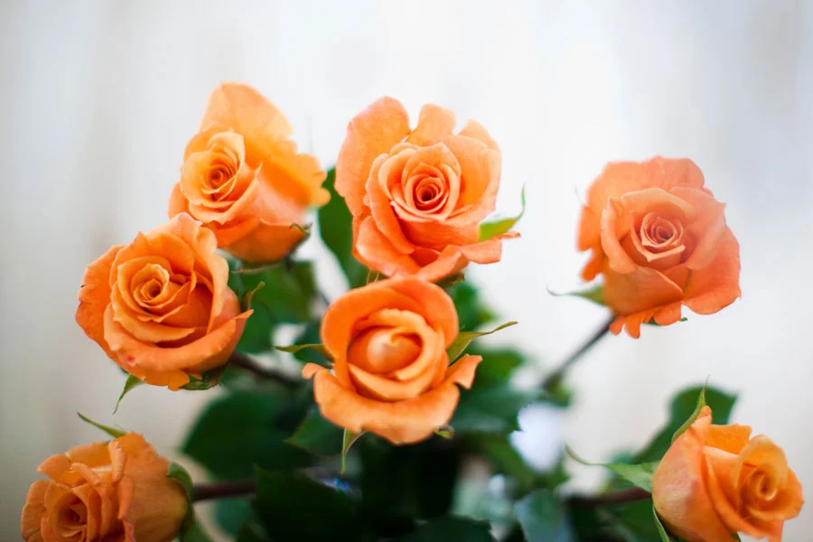 Orange You Glad to See Me