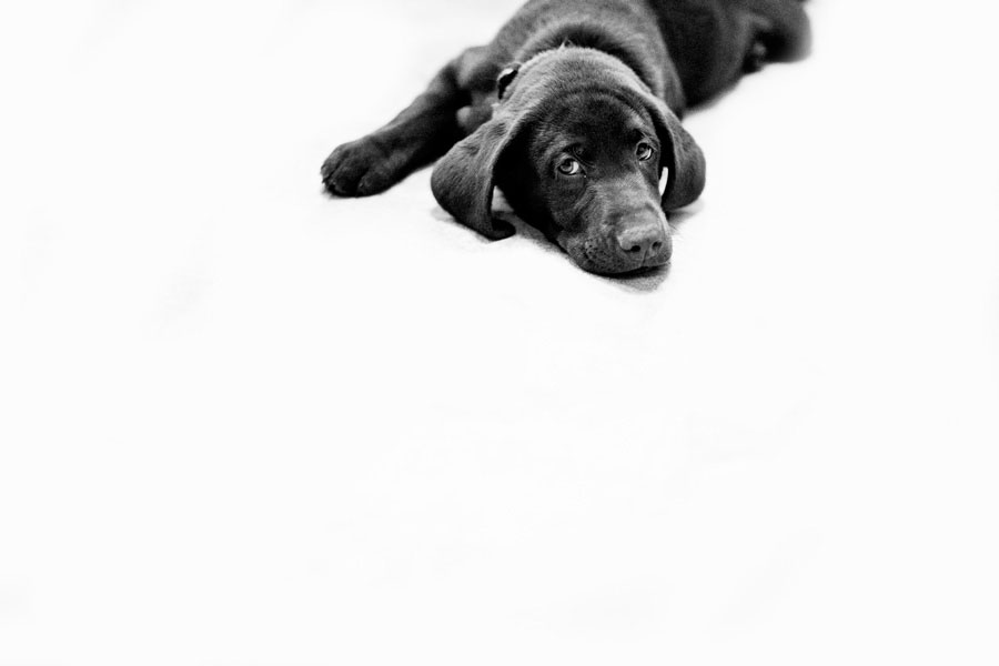 Puppy Sam Getting Bigger