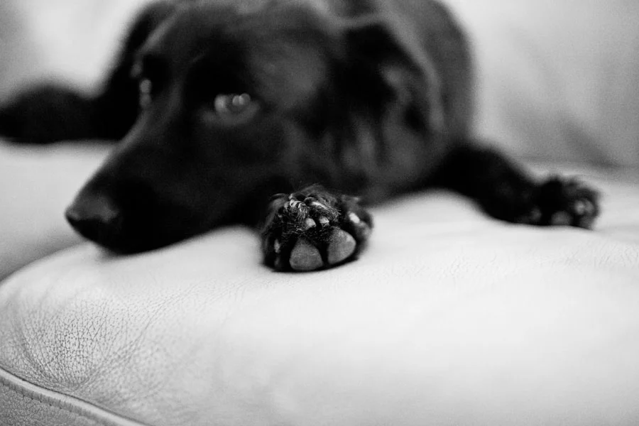 Rosie Comes to Visit