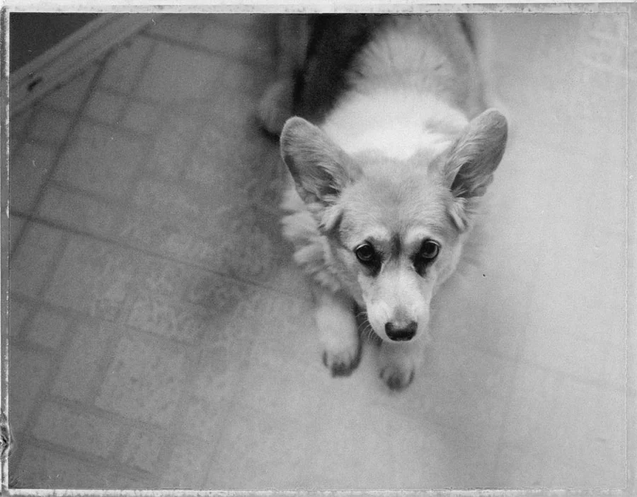 Lula on Polaroid