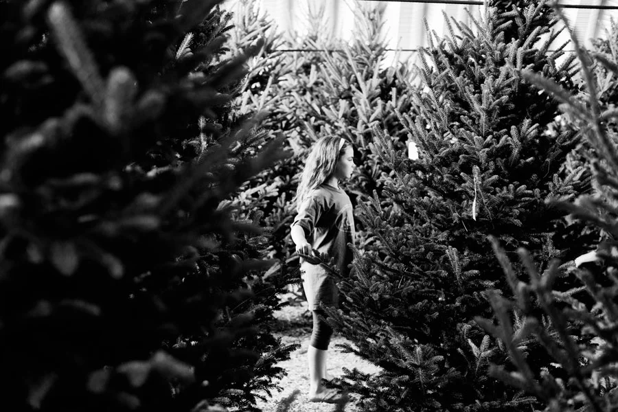 Annual Xmas Tree Procurement with the Simons