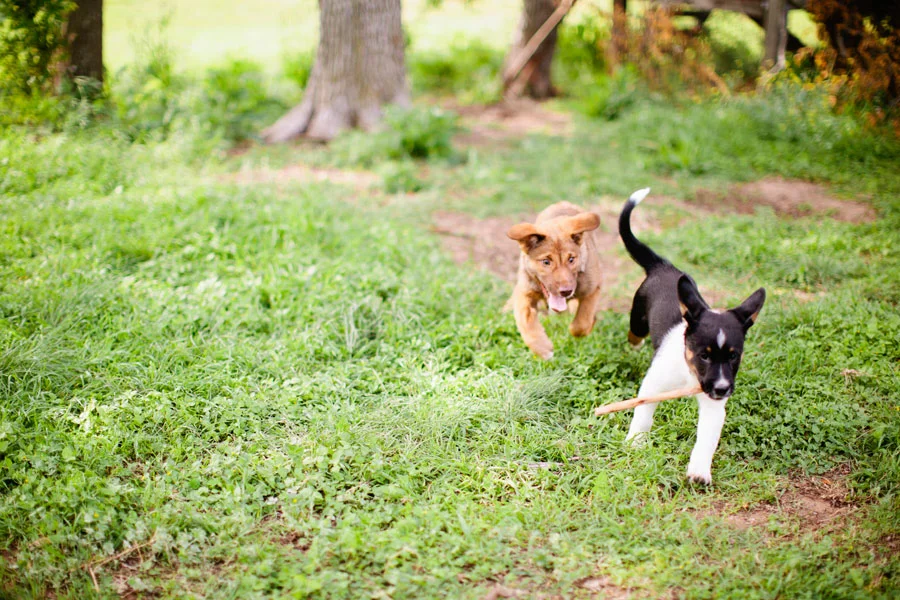 An Afternoon with the Hartes aka Little Otto and Matzah's First Doggie Playdate