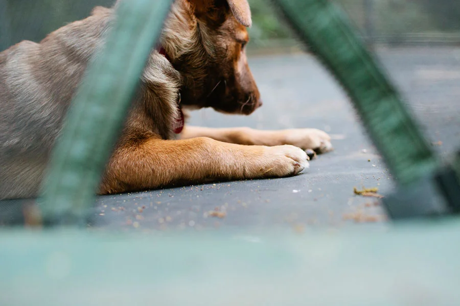 We Love Our Trampoline