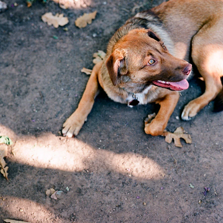 My Boys on Film | Austin Film Photographer