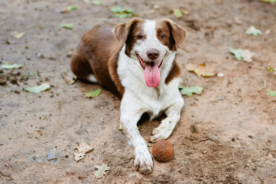 Maggie and Her Tennis Ball, A Love Story