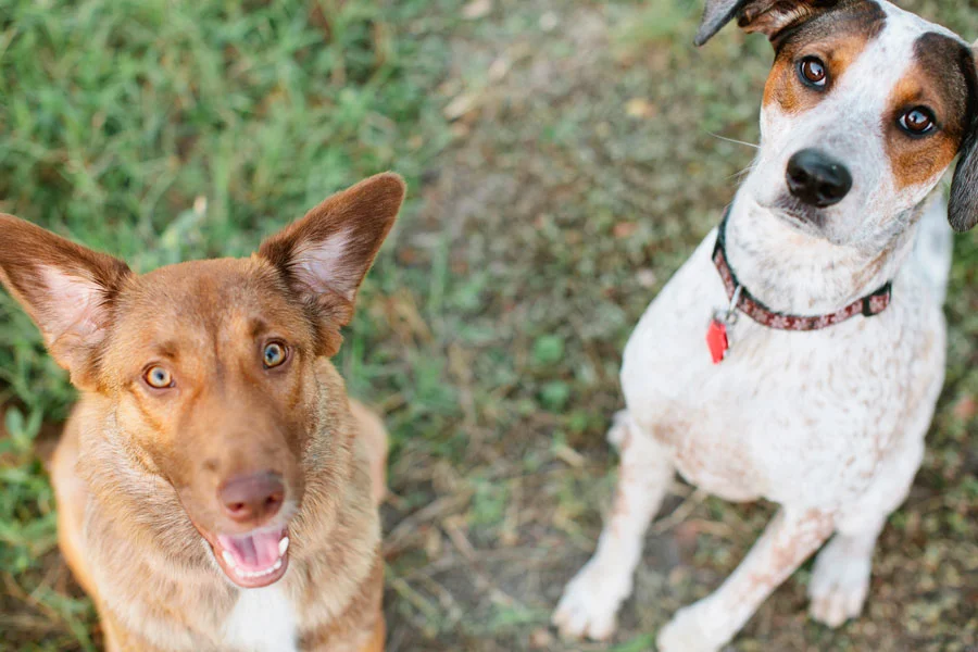 Matzah and His Posse