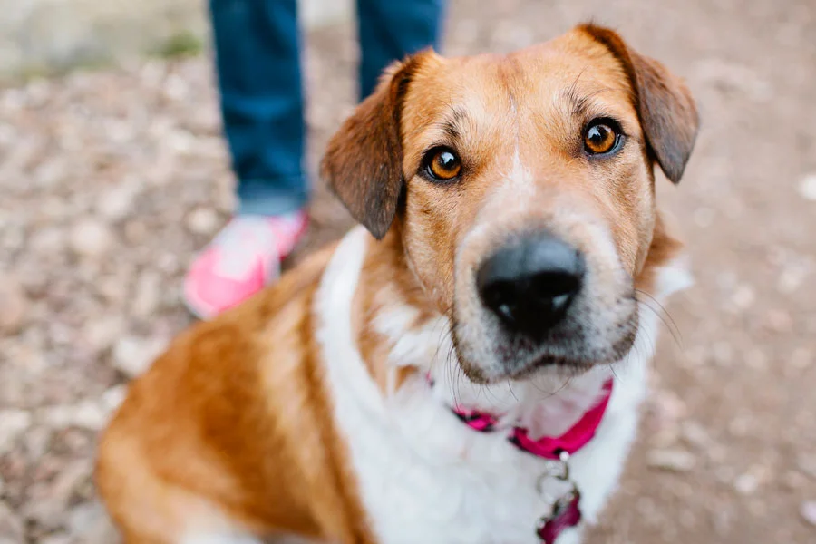 The Brat Pack Litter