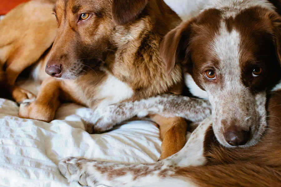 I Cannot Get You Close Enough